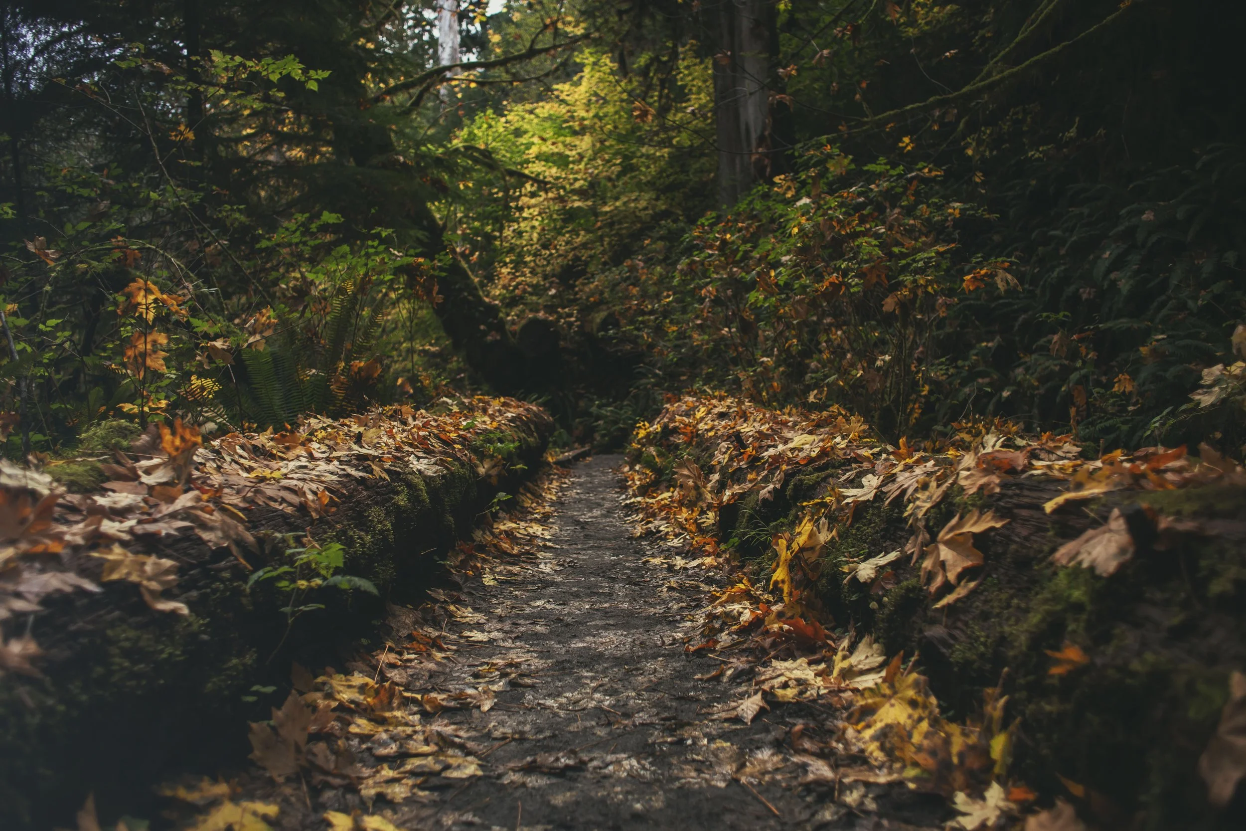 fall pathways.jpg