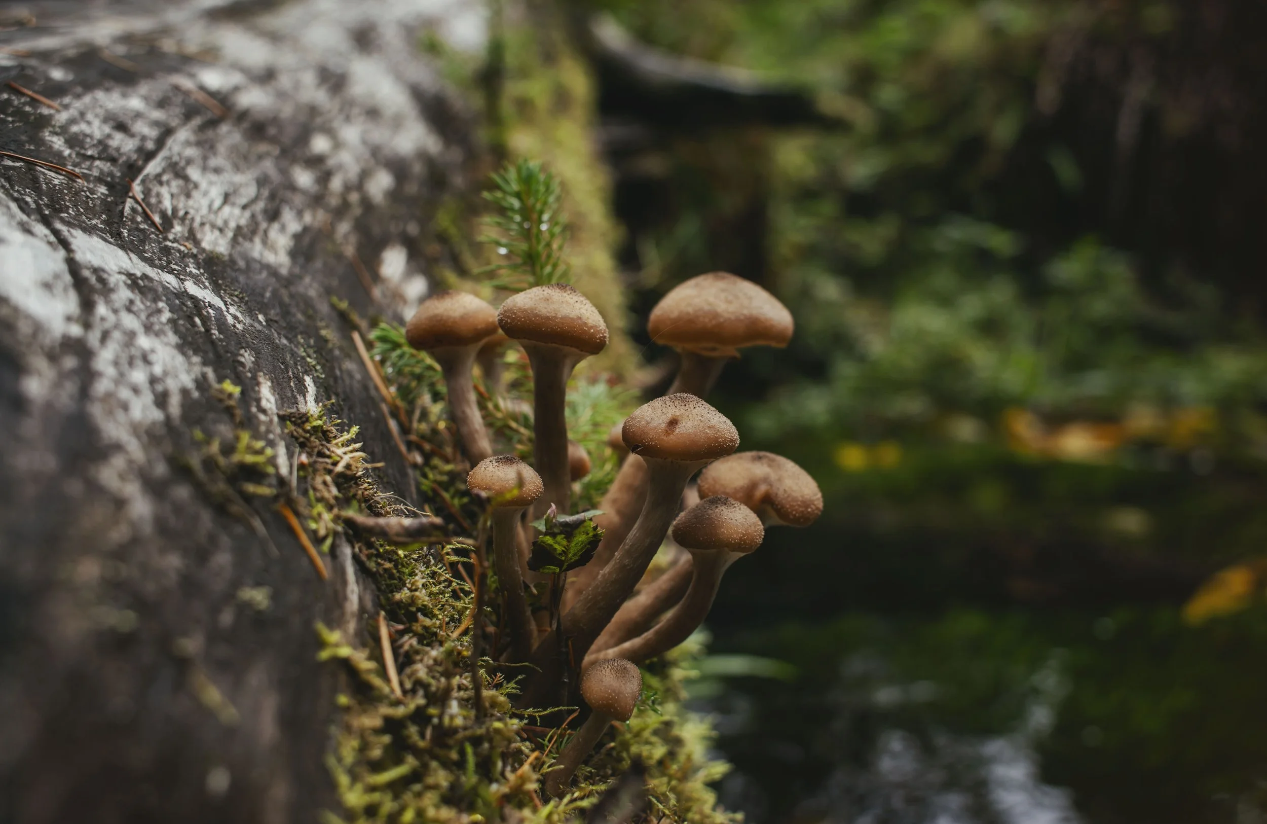 Miniature Worlds Print
