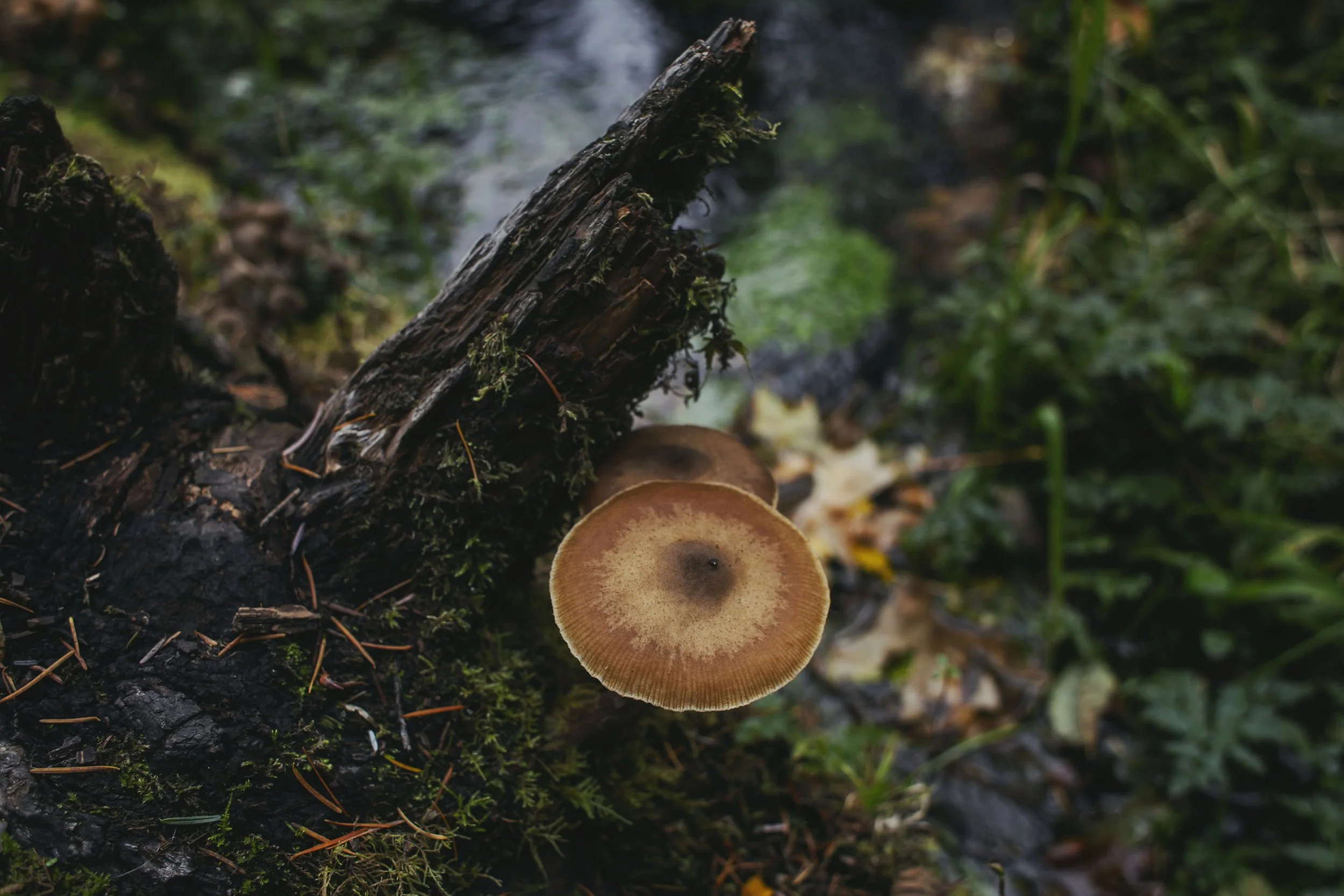 Rainforest Mushrooms Print