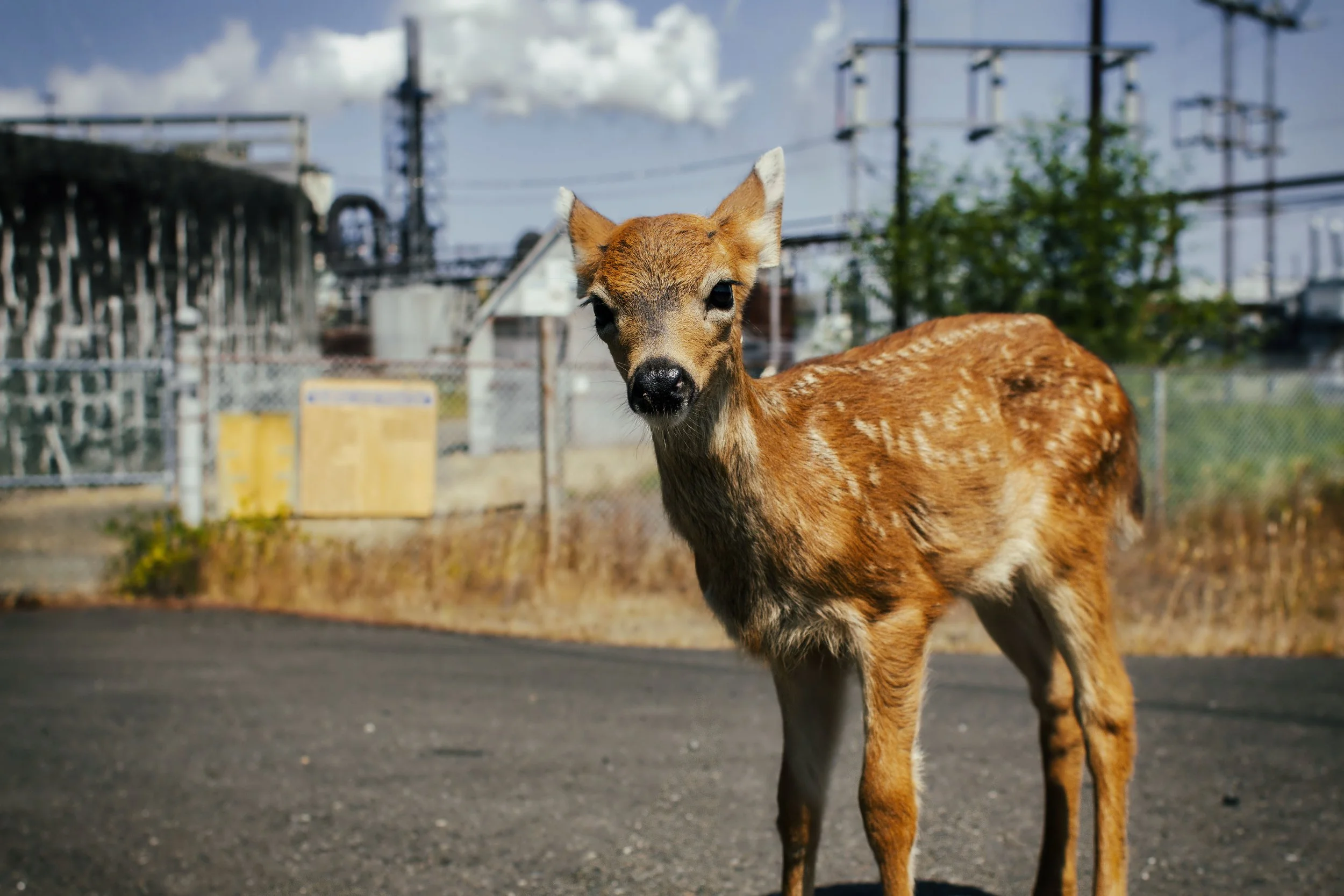 Stranded Deer Print