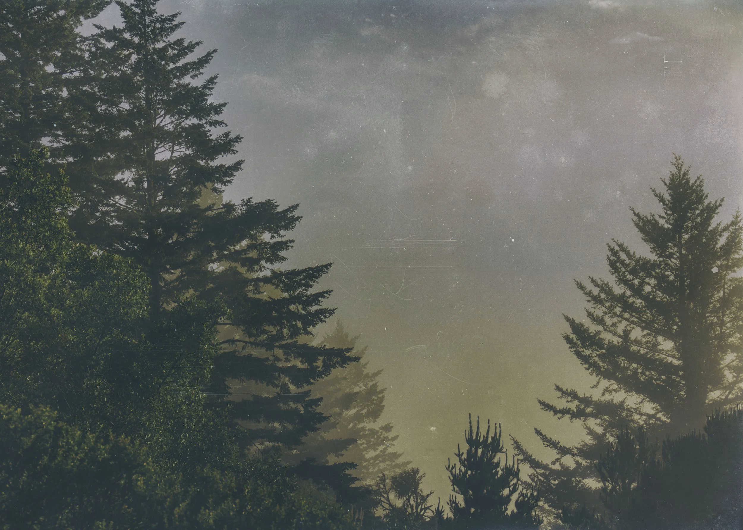 redwoods forest.jpg