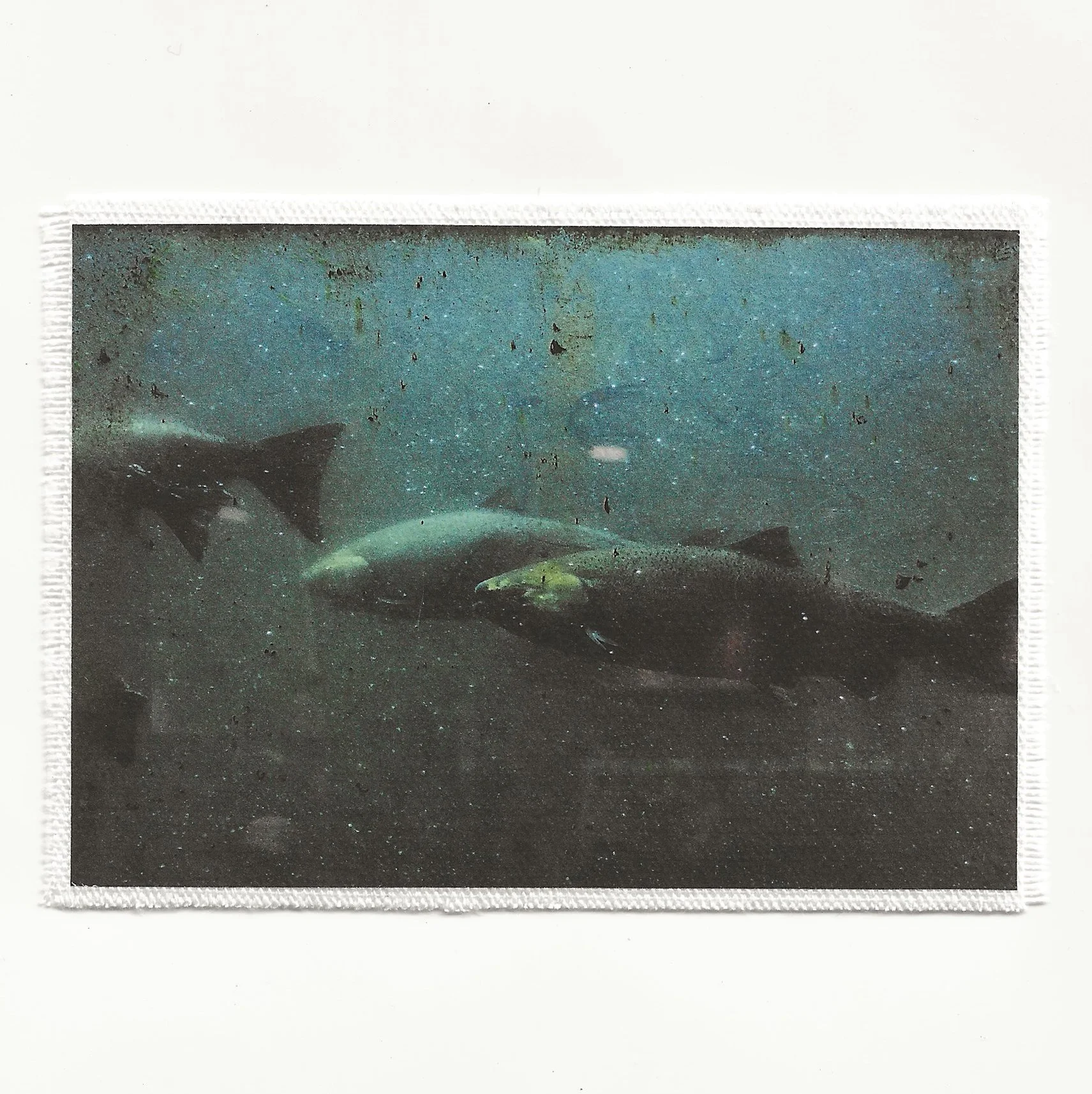 fish ladder.jpg