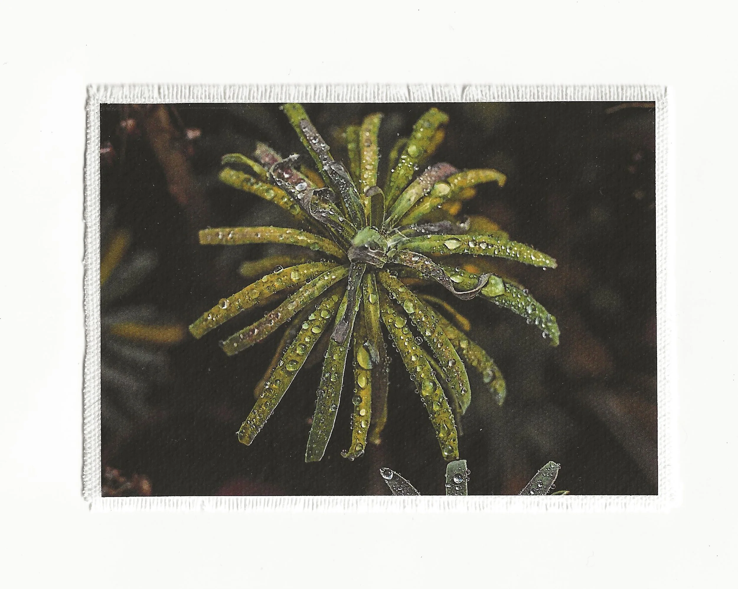 Raindrops 3.5x6 Patch