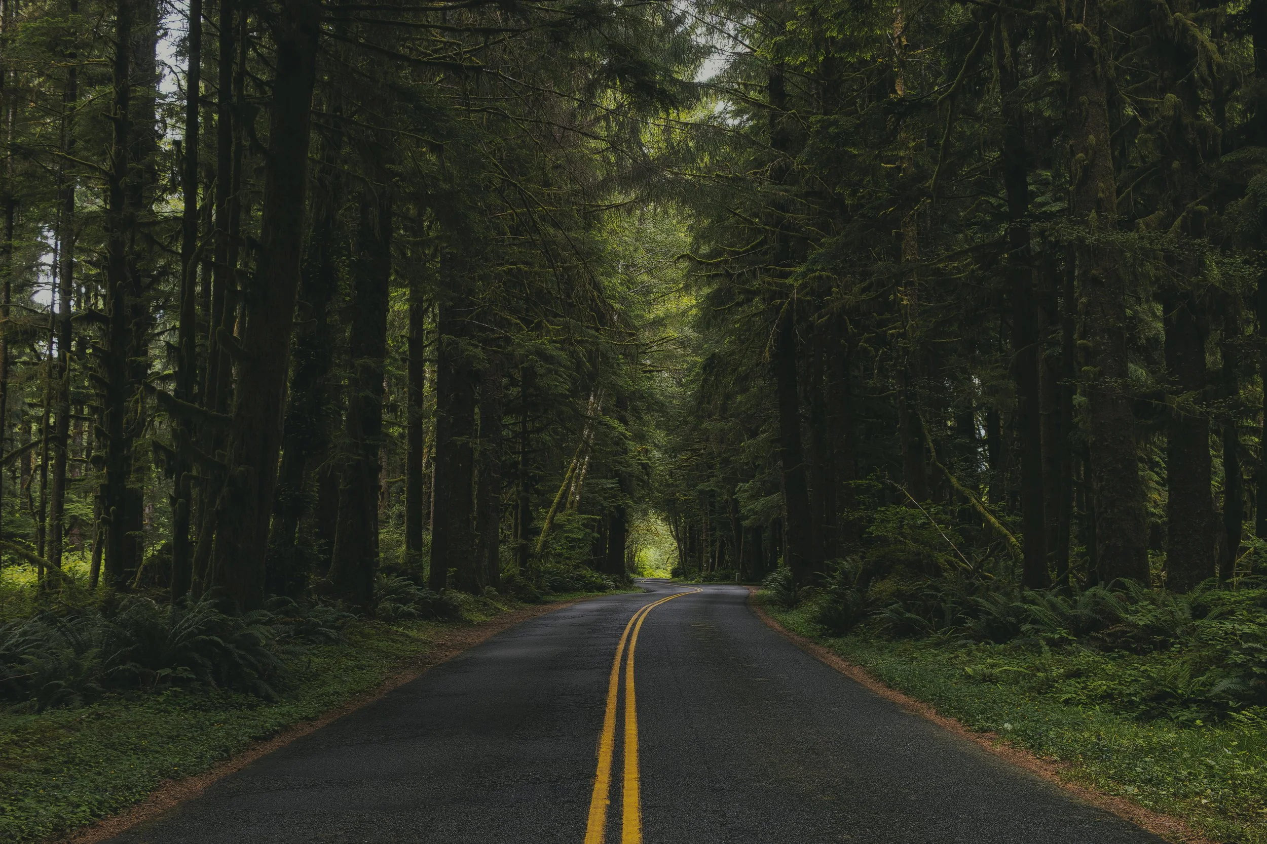 Hoh Rainforest 2026 Print