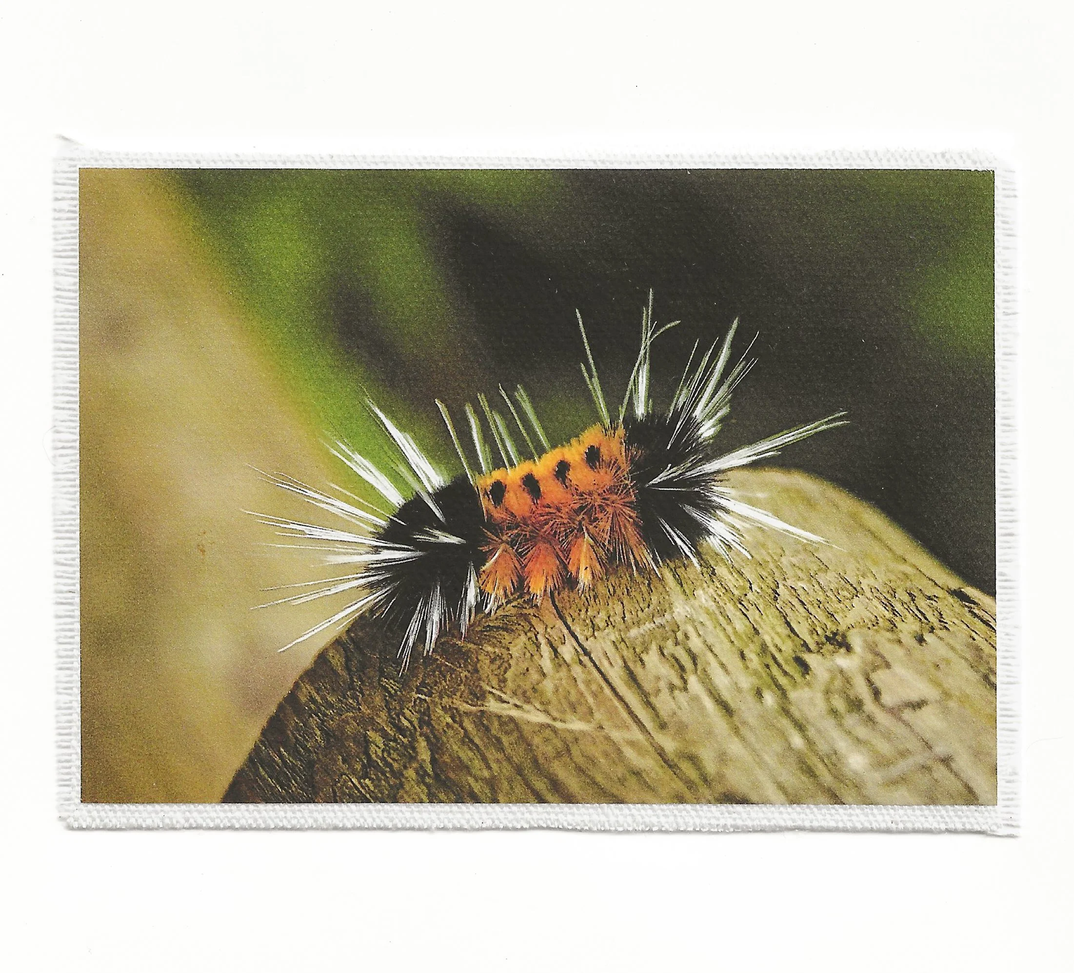 Caterpillar 3.5x6 Patch