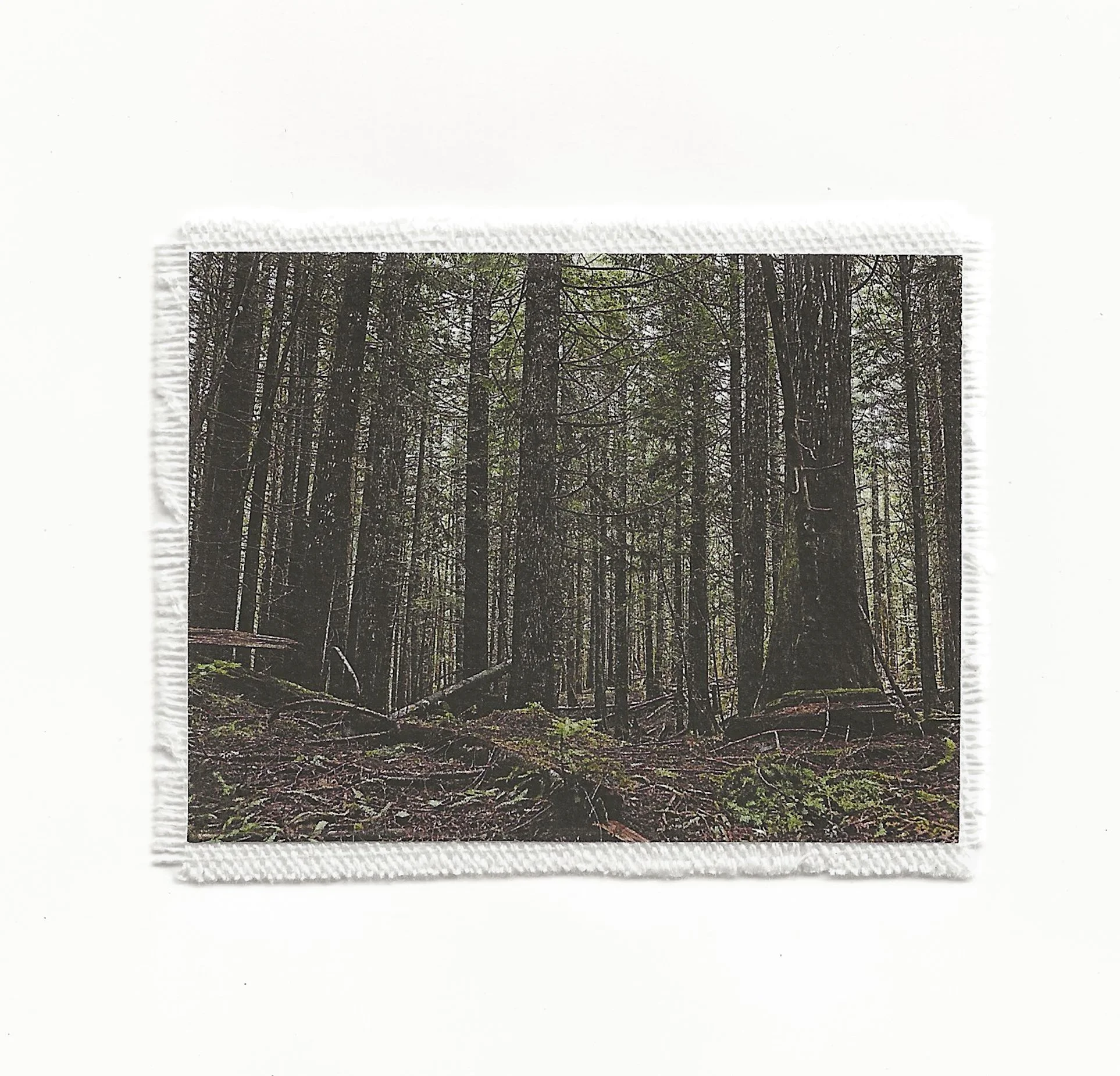 deep forest.jpg