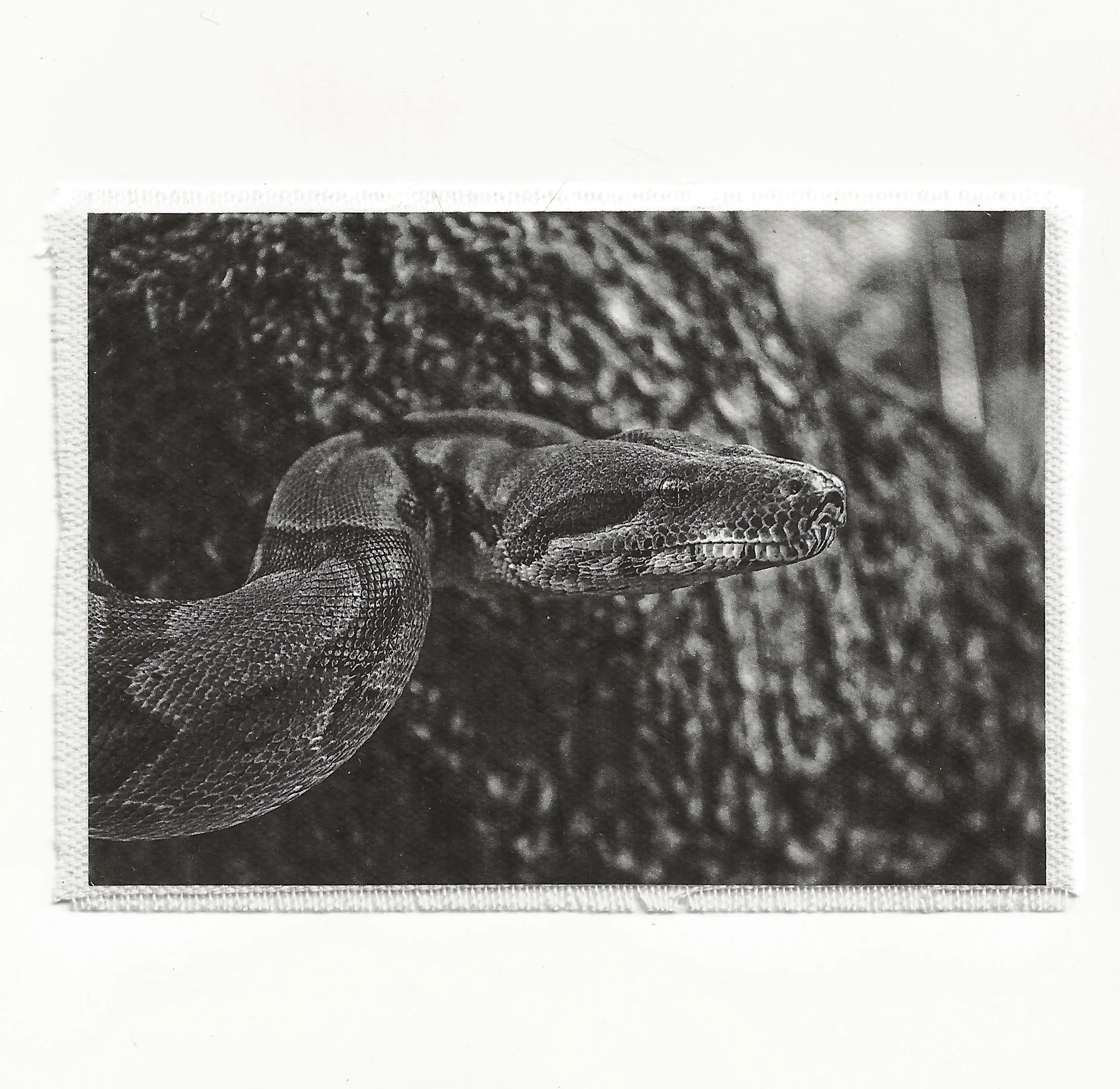 Bnw Snake 3.5x6 Patch