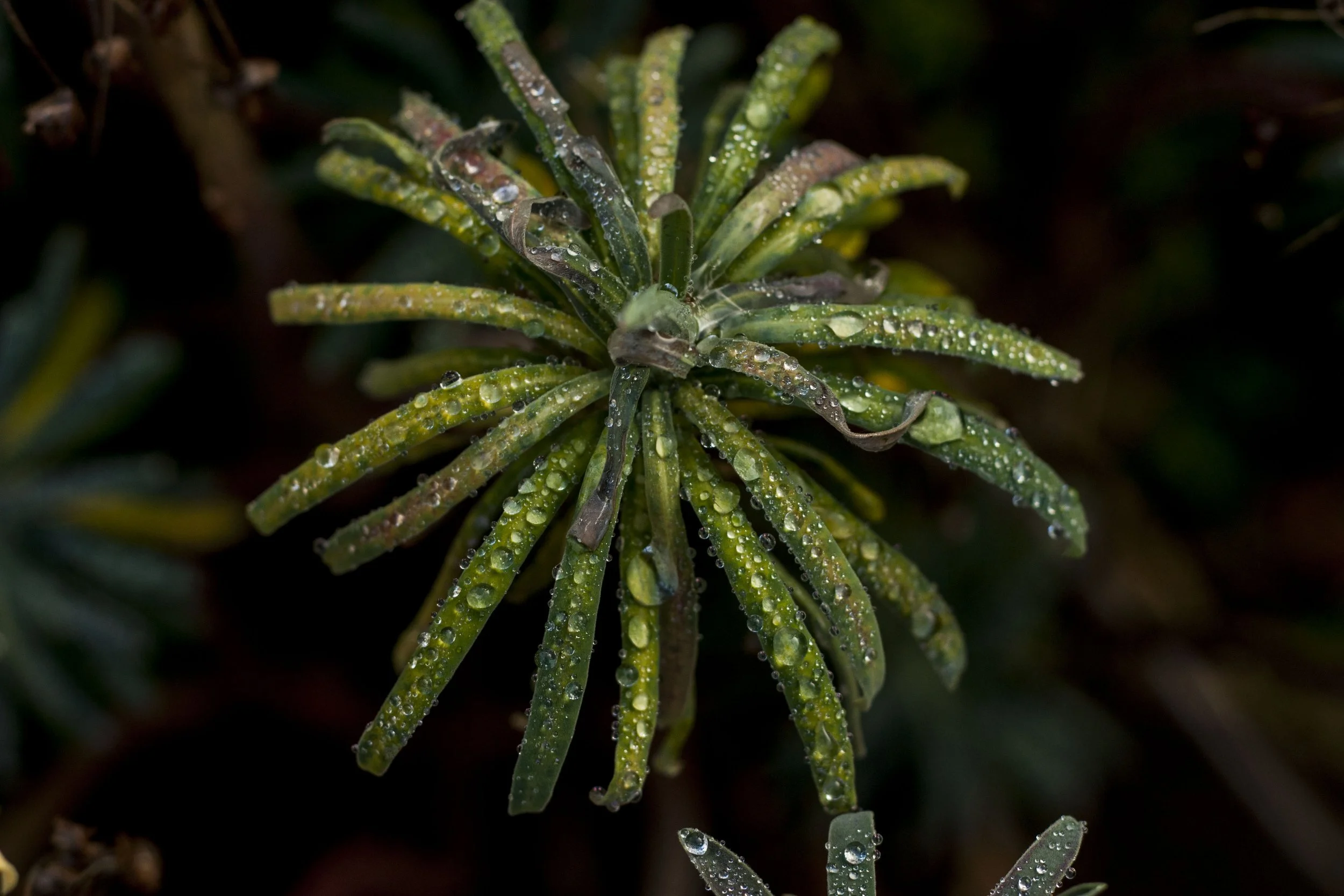 raindrop nature.jpg