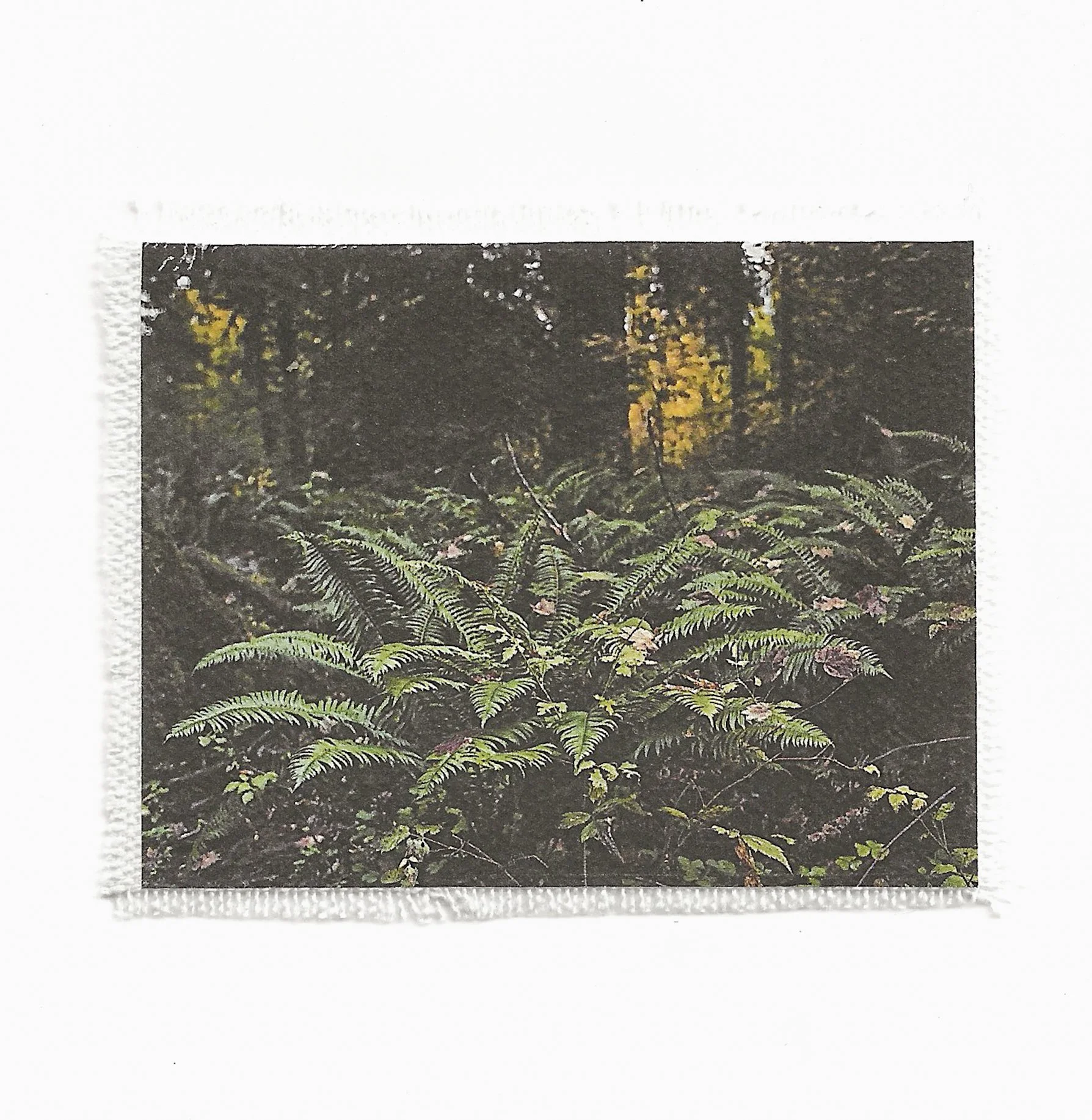 Fern mini Patch