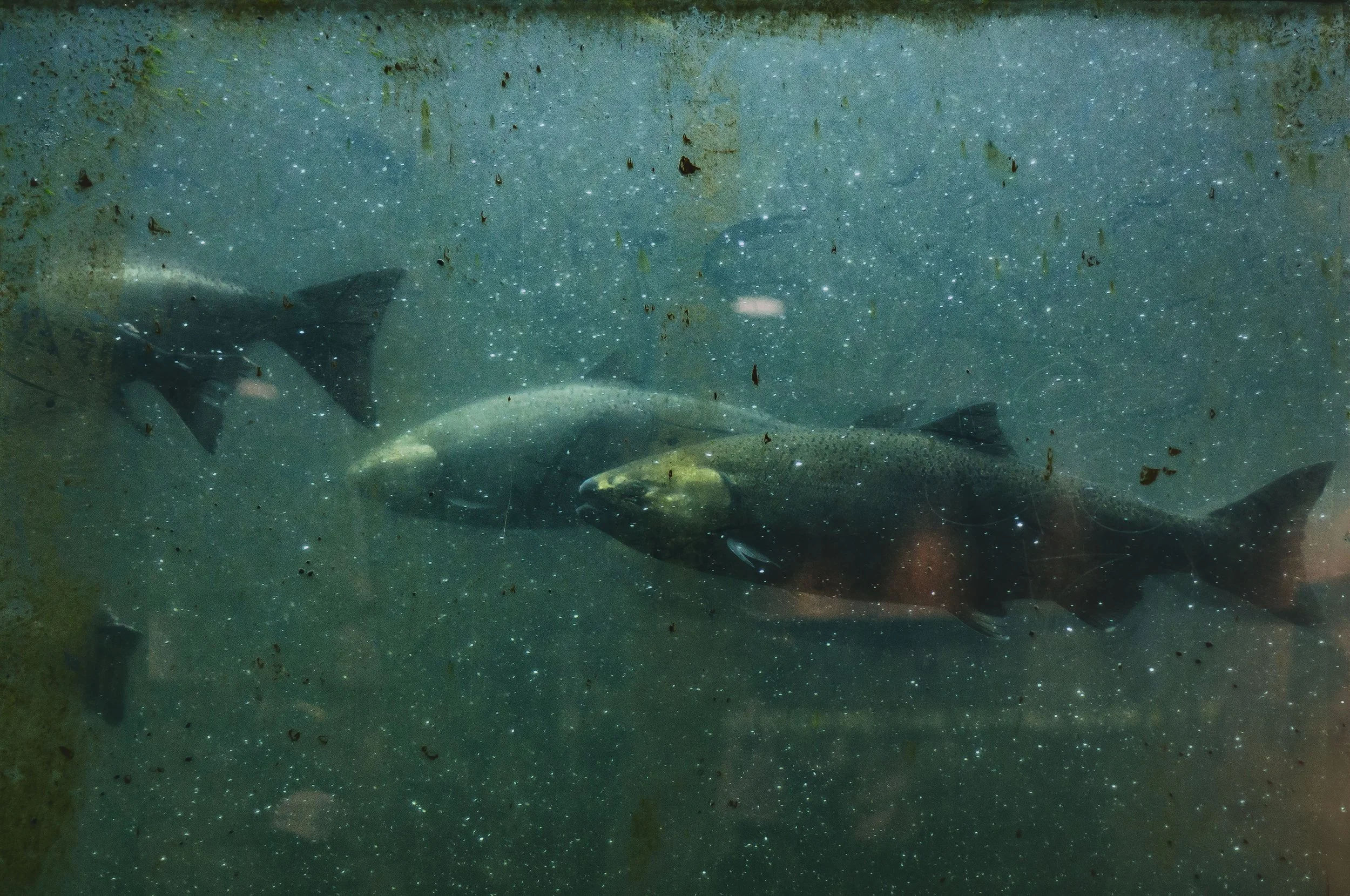 fish ladder.jpg