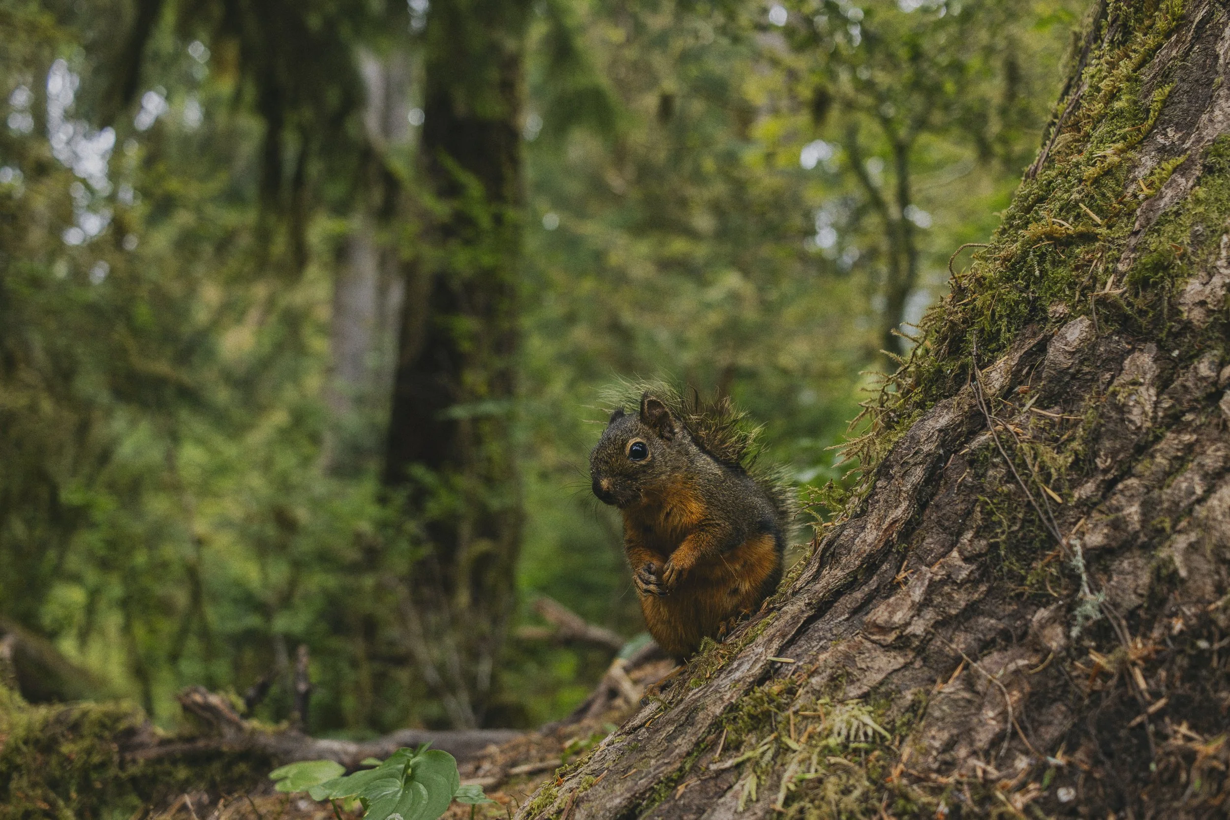 curious squirrel.jpg