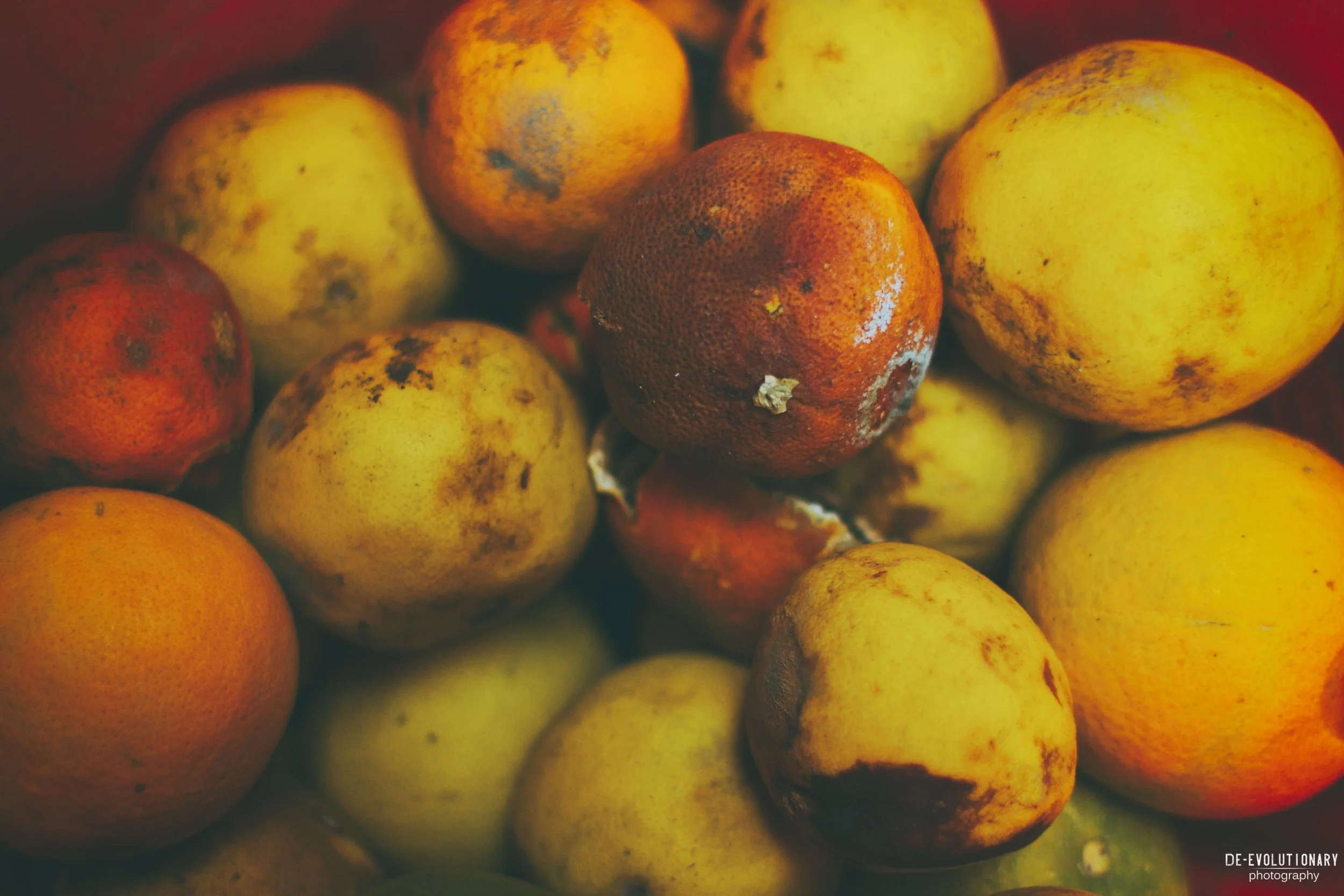 Rotting Fruit Print