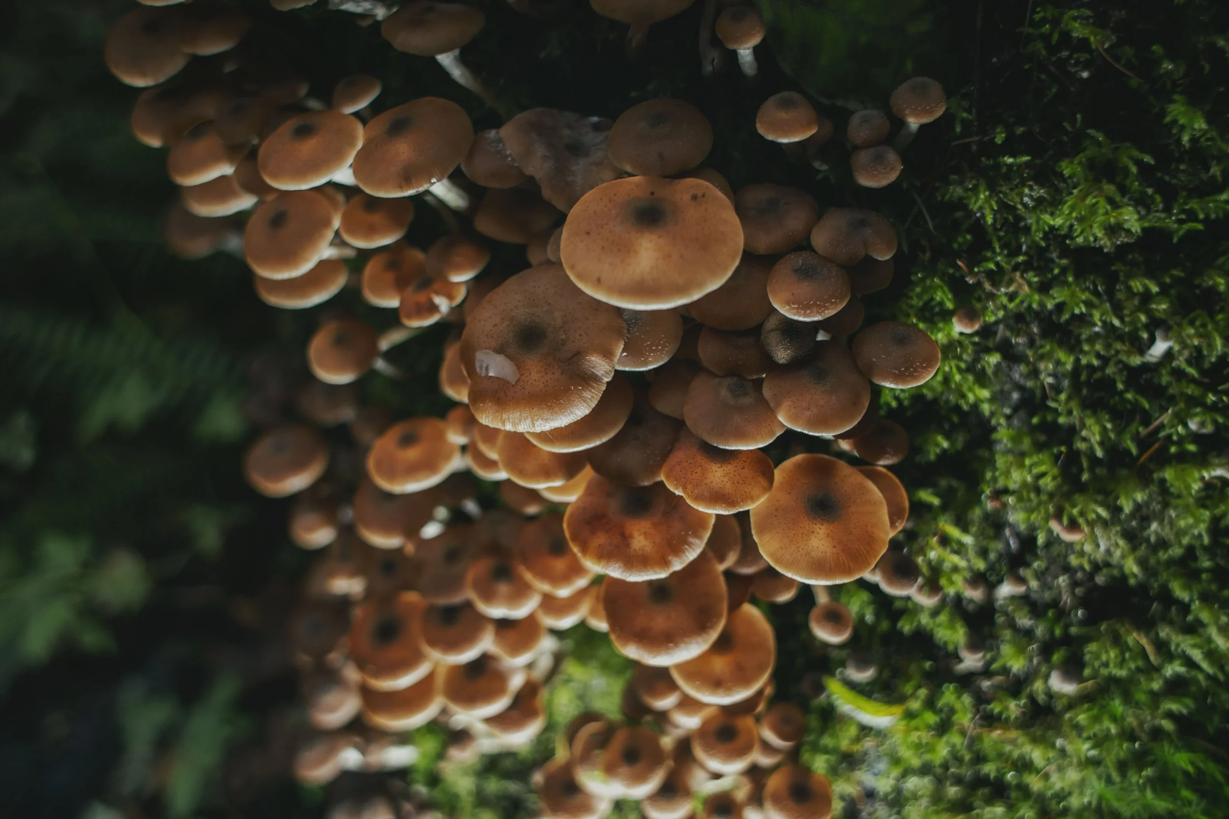 Mushroom Cluster Print