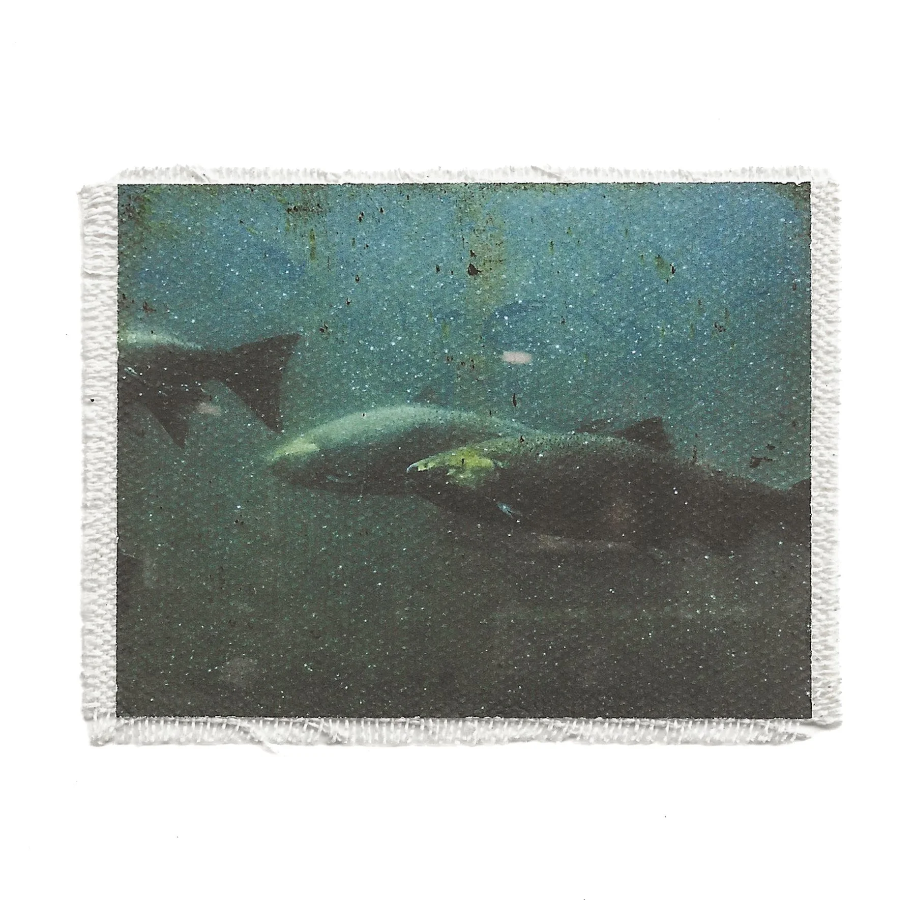 fish ladder.jpg