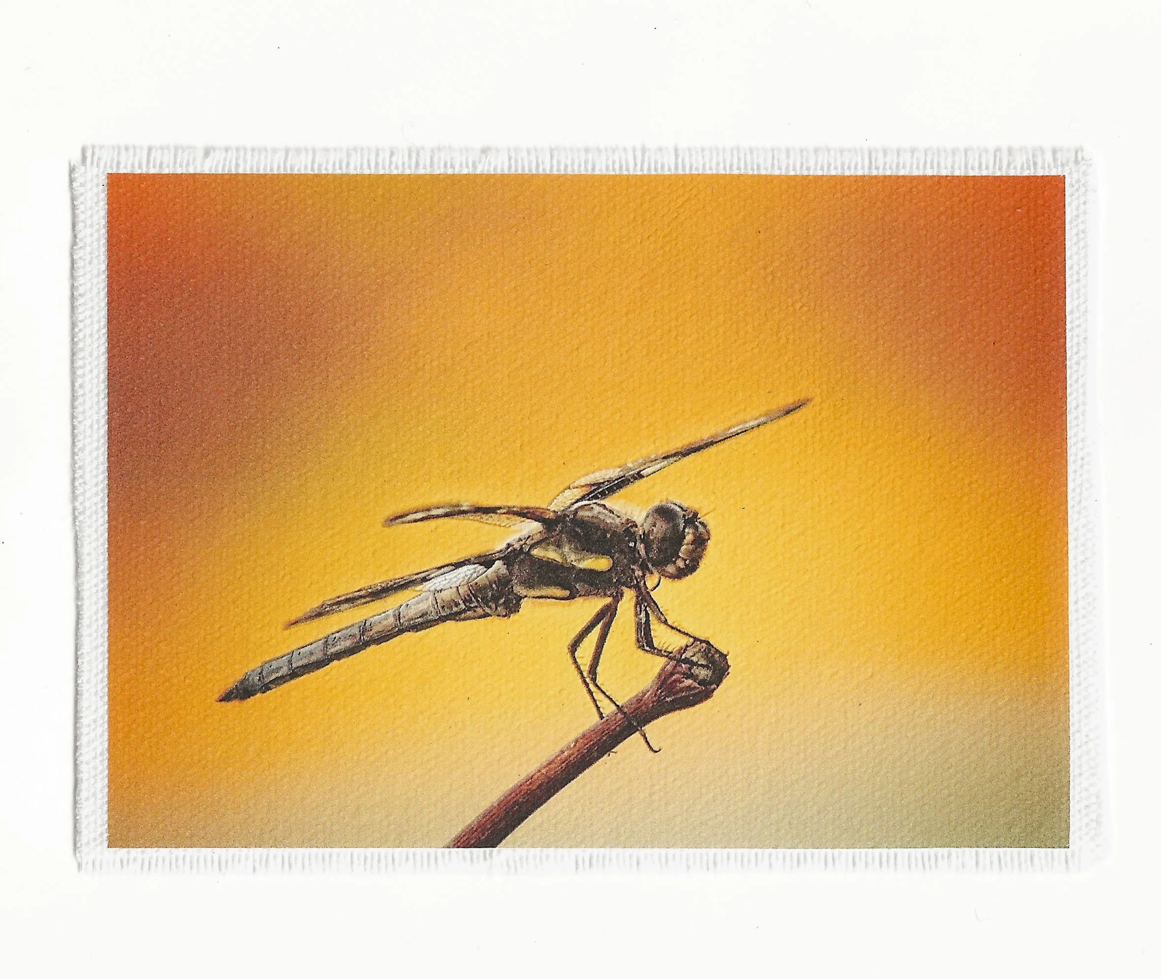 Texas Dragonfly 3.5x6 Patch