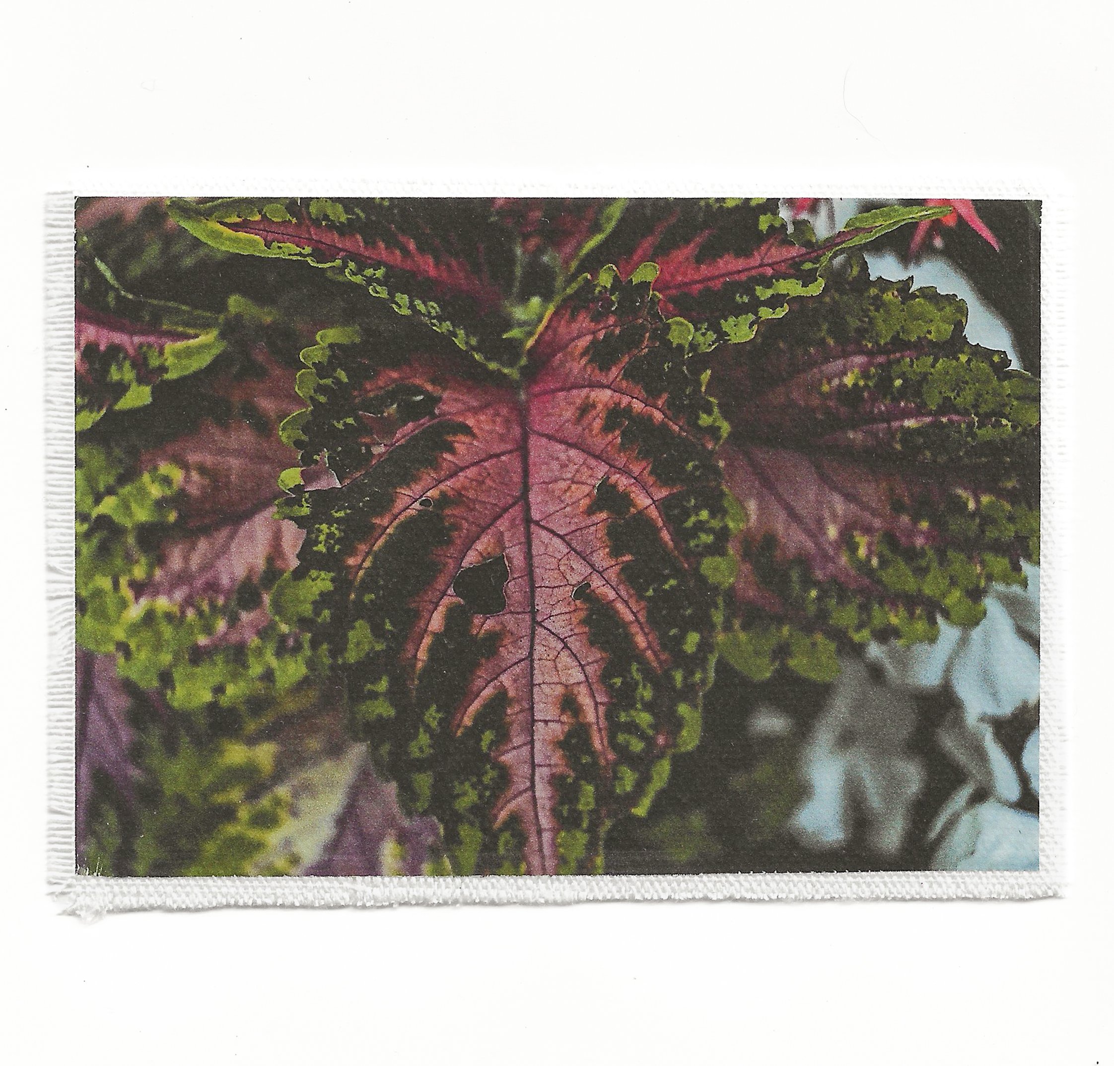 Solenostemon  3.5x6 Patch