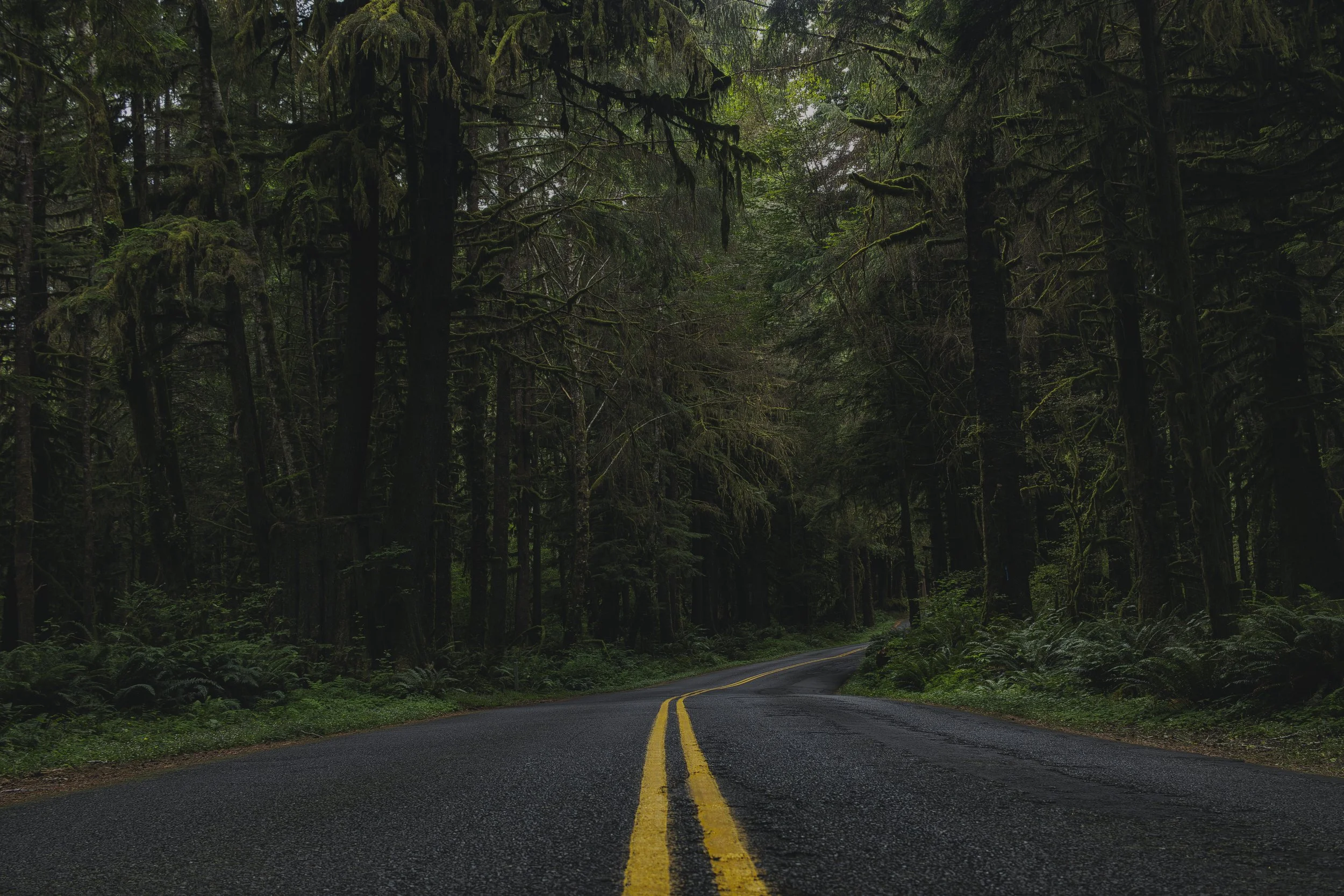 Hoh Rainforest 2026 II Print