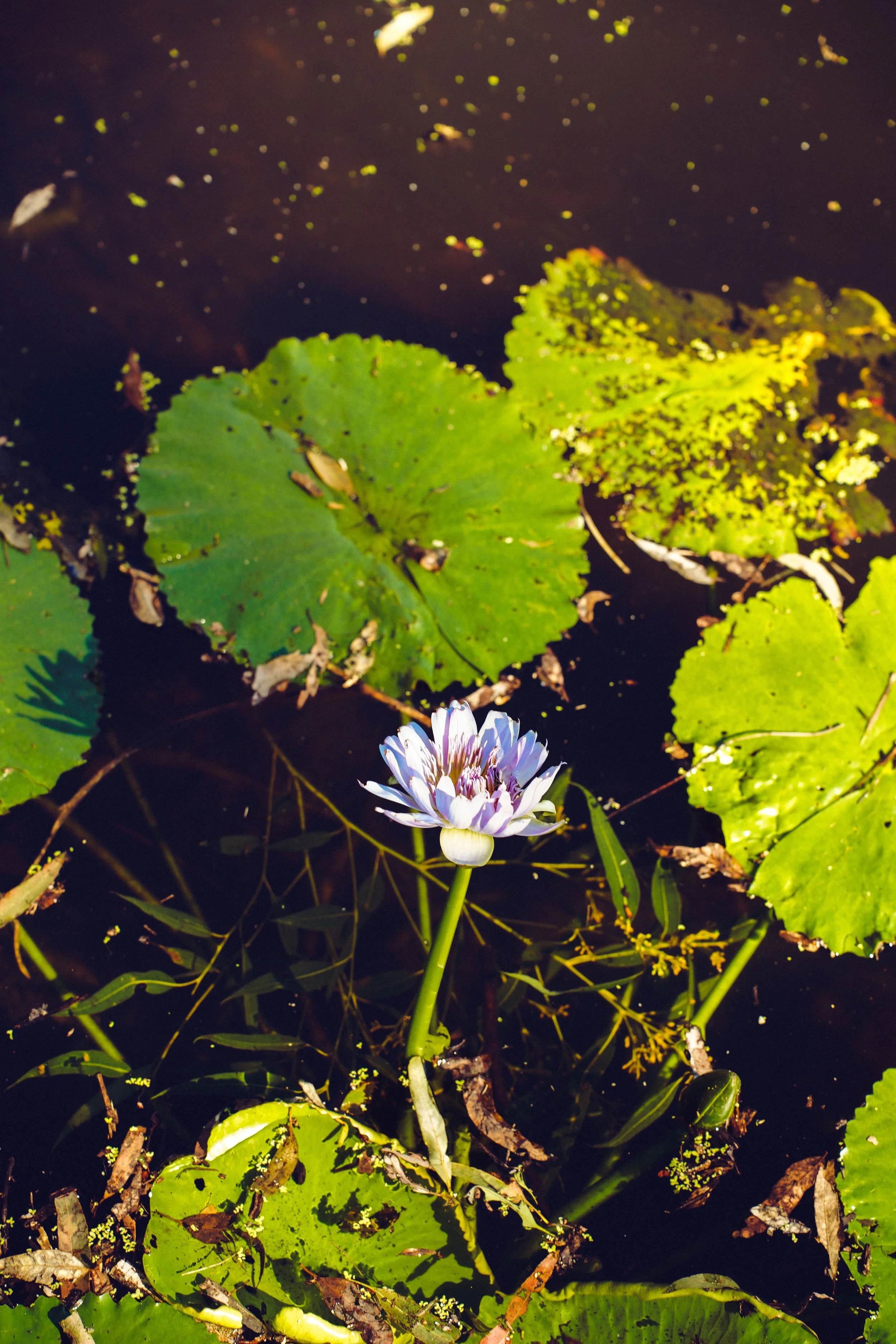 Botanical Gardens (37).jpg