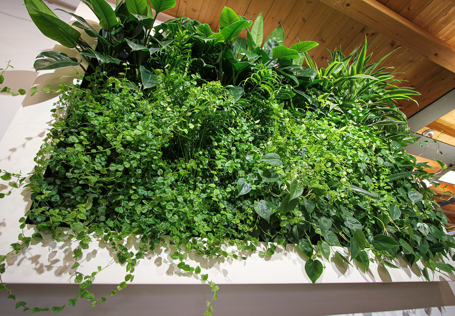 target-fashion-garden-vertical-wall-green-sundar-italia-003.jpg