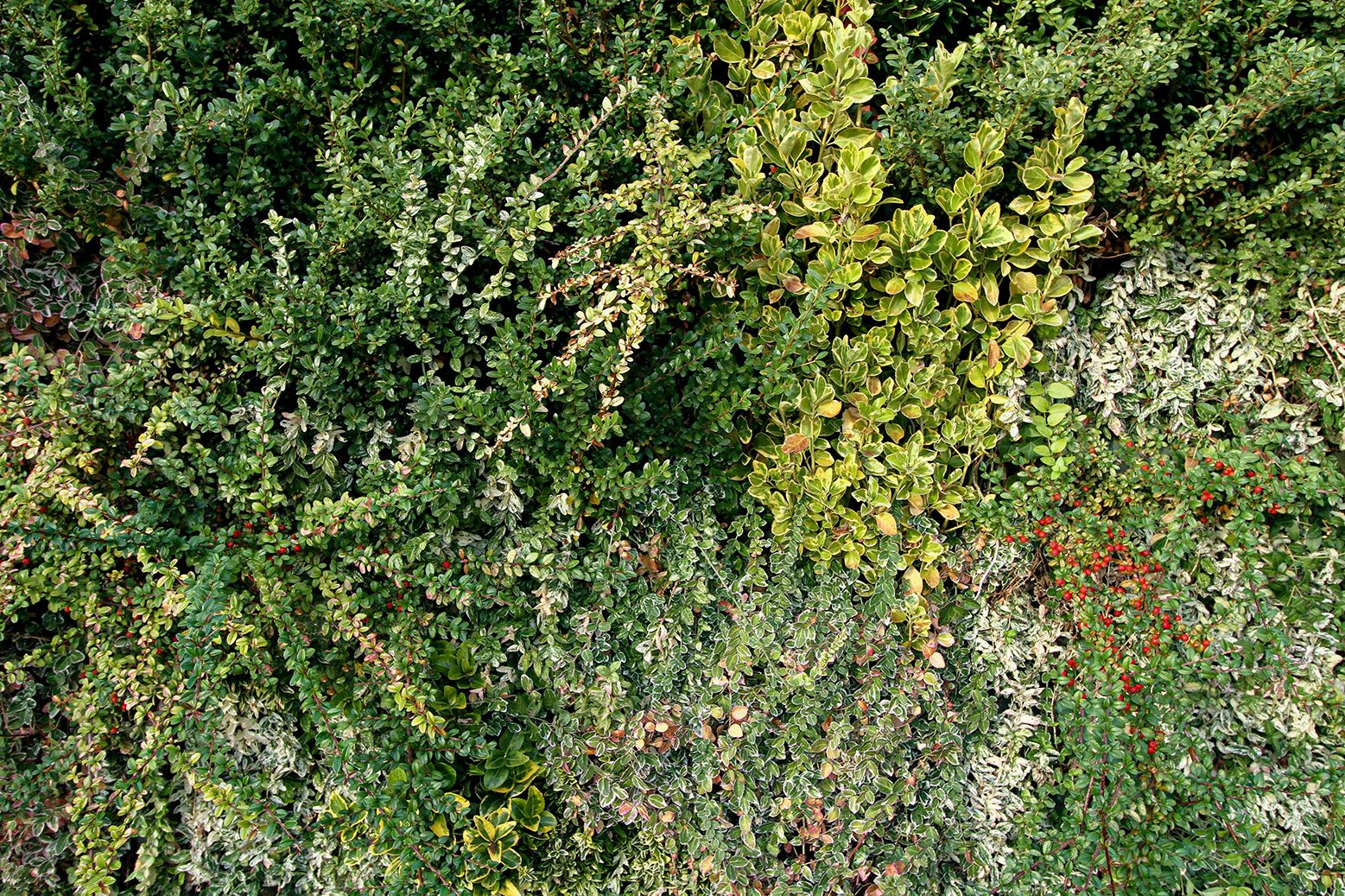 Stall-Garten-Vertikalwand-grün-sundar-italia-018.jpg