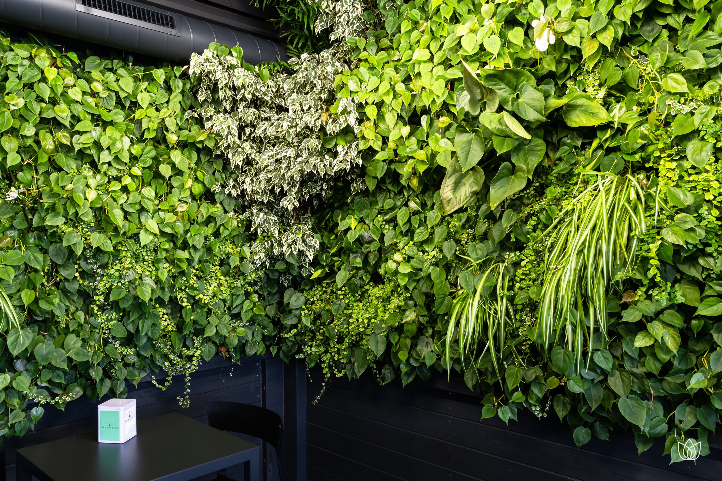 Wall of green plants with leaves of various shapes and sizes. Bottom, black table with a glass and cardboard.