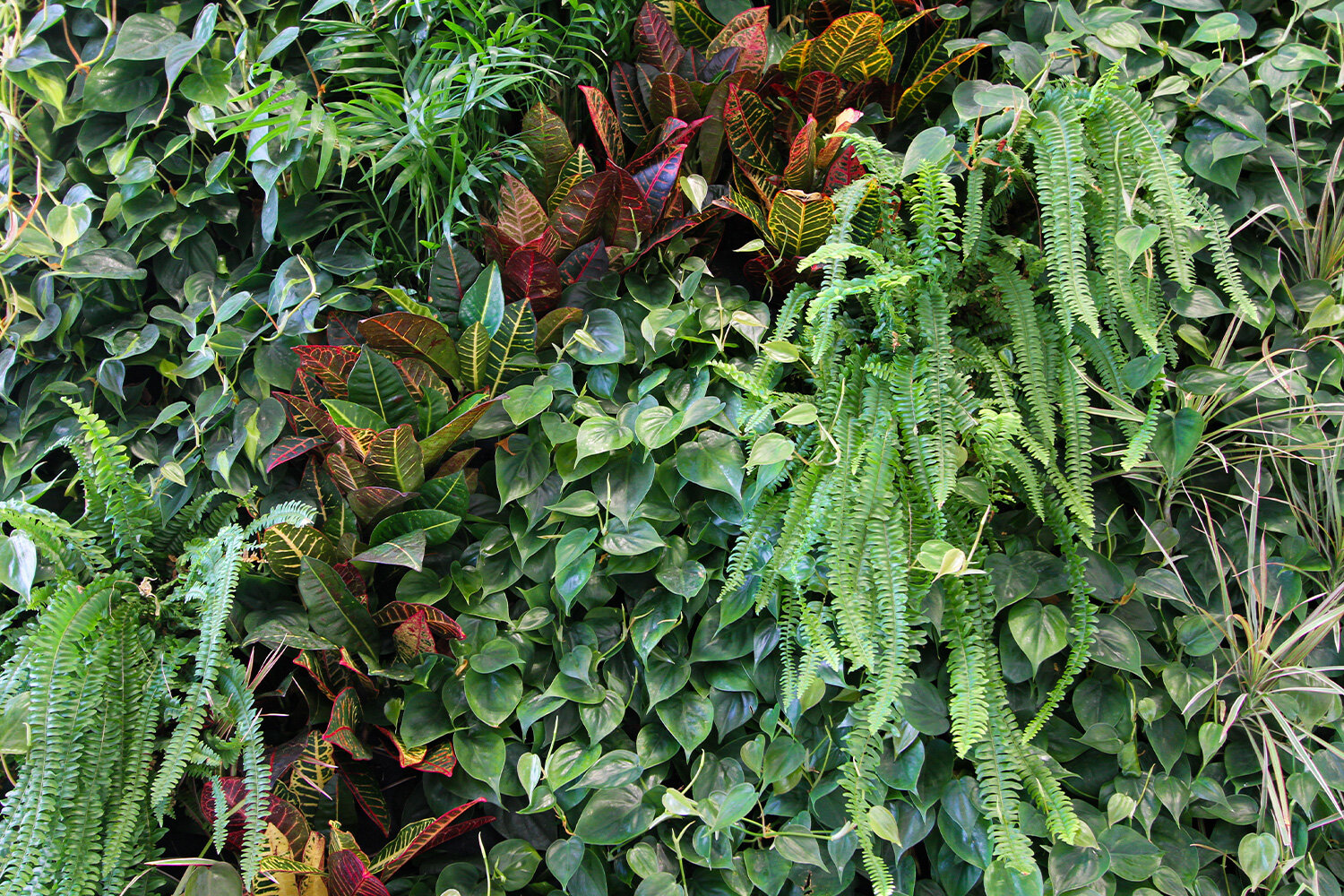 packaging-garden-vertical-wall-green-sundar-italia-006.jpg