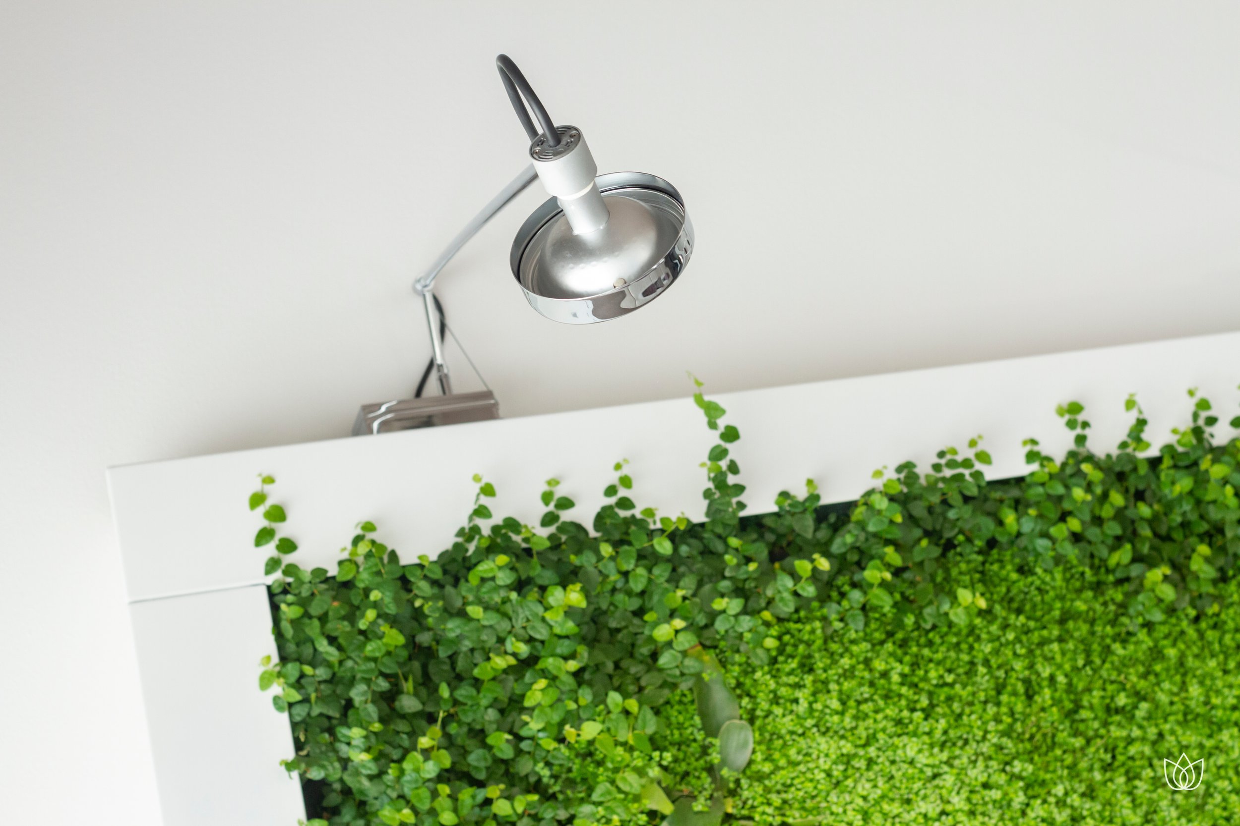 Desk light above a wall covered with green plants
