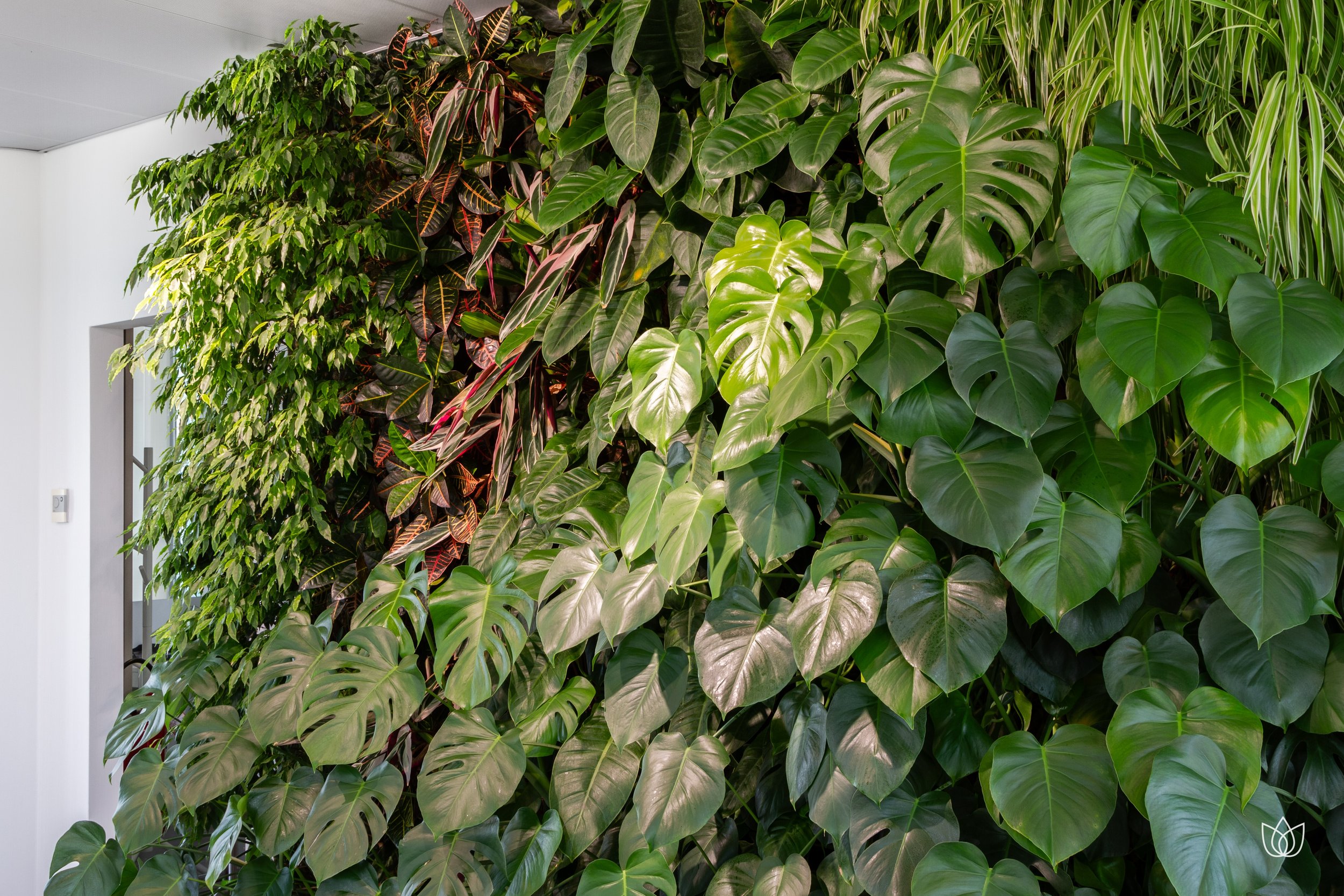 Pared of green and tropical plants indoors