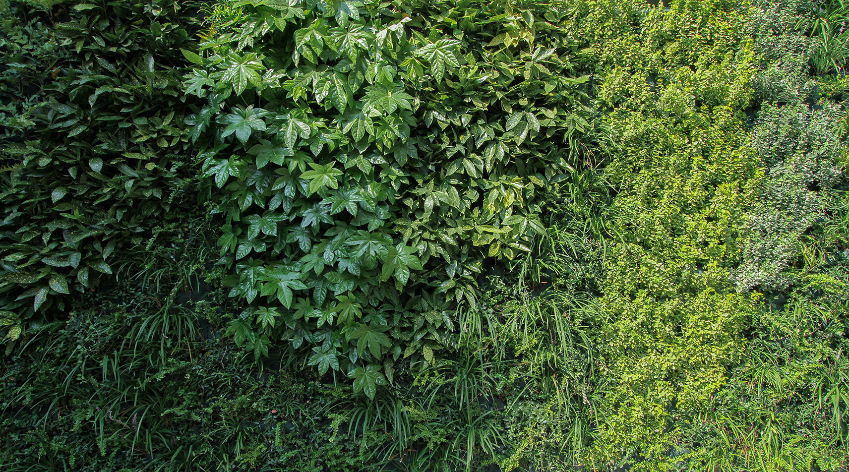jolanda-garten-vertikale-wand-grün-sundar-italia-006.jpg