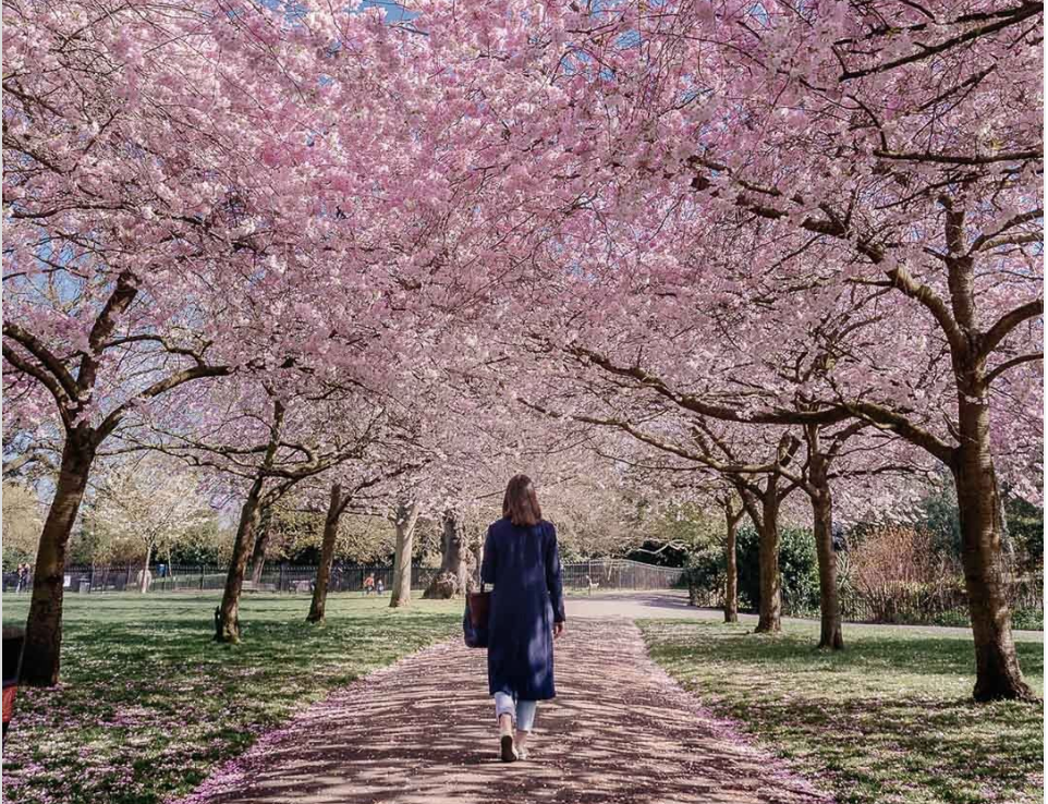 Ravenscourt Park Blooms.png