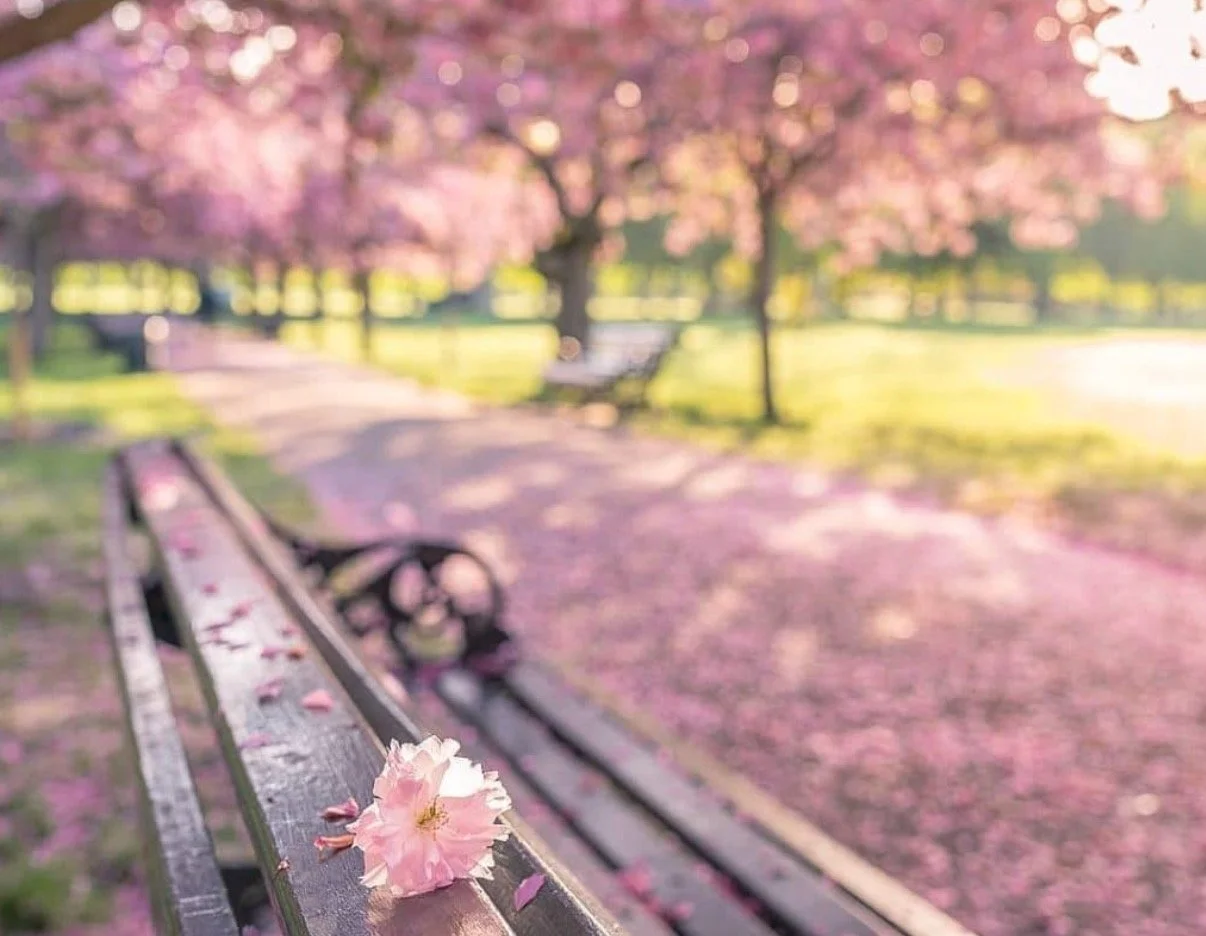 Cherry Blossoms.jpg