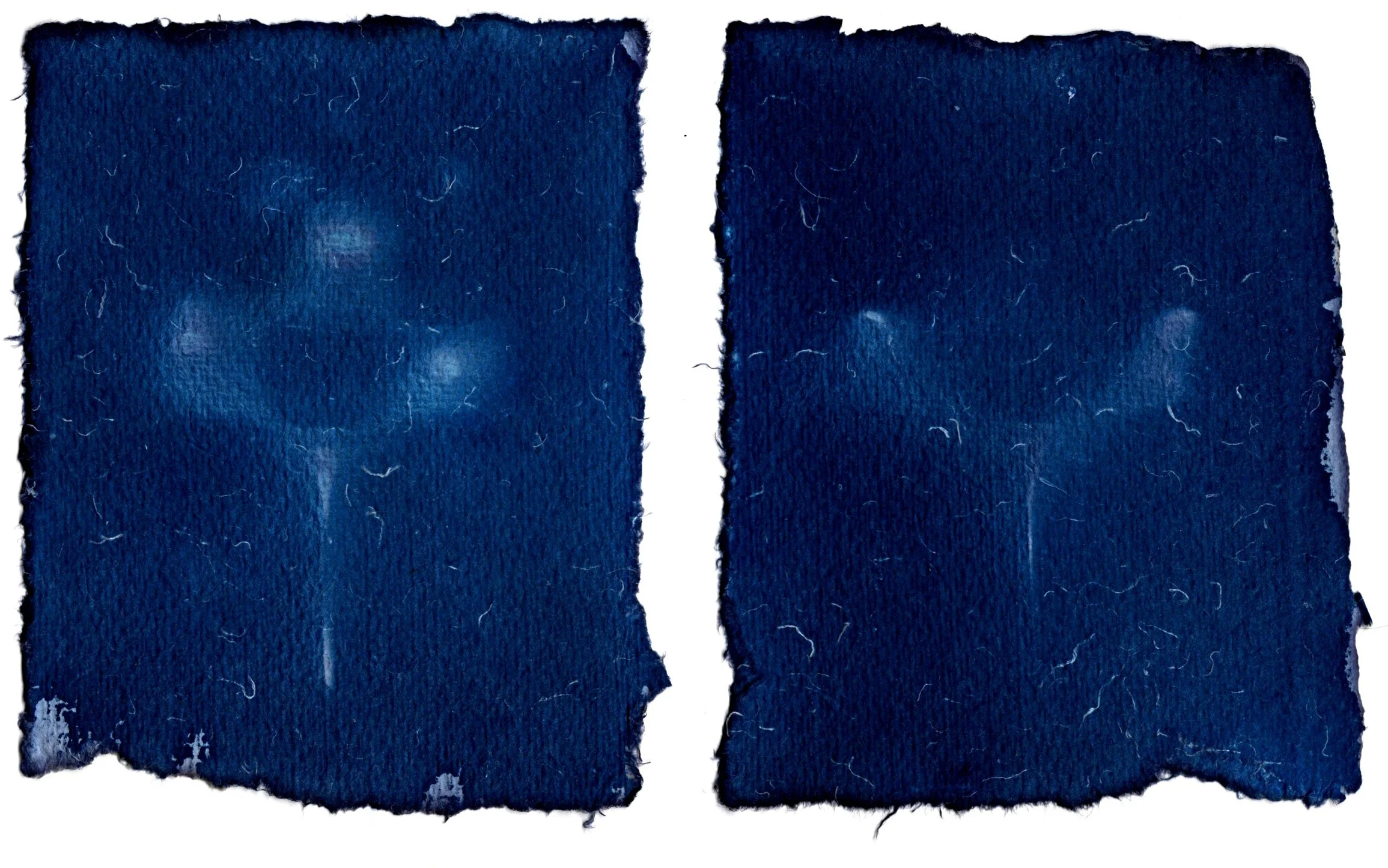 cyanotype spine.jpg