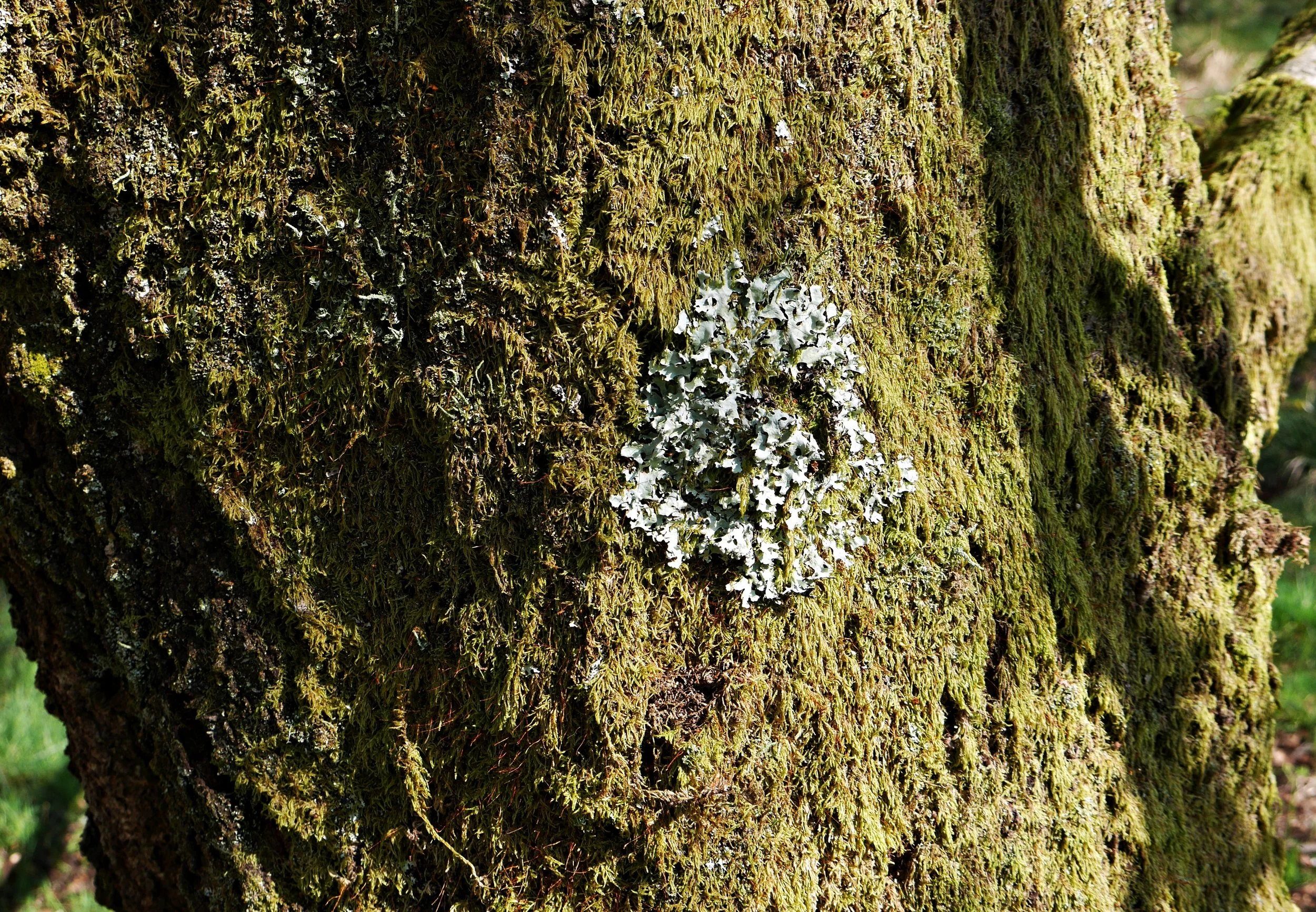 lichen.jpg
