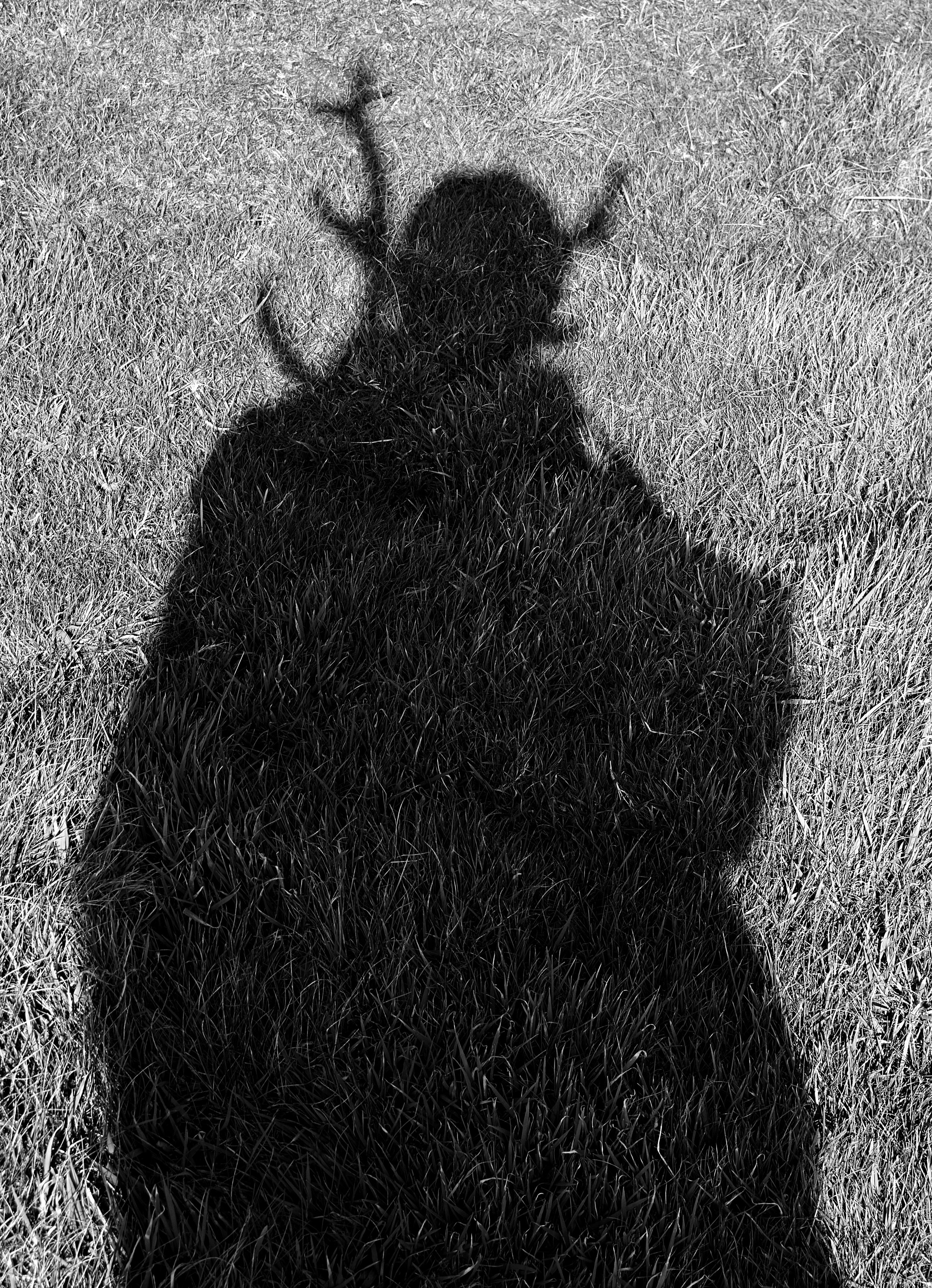 deer shadow edit bw.jpg
