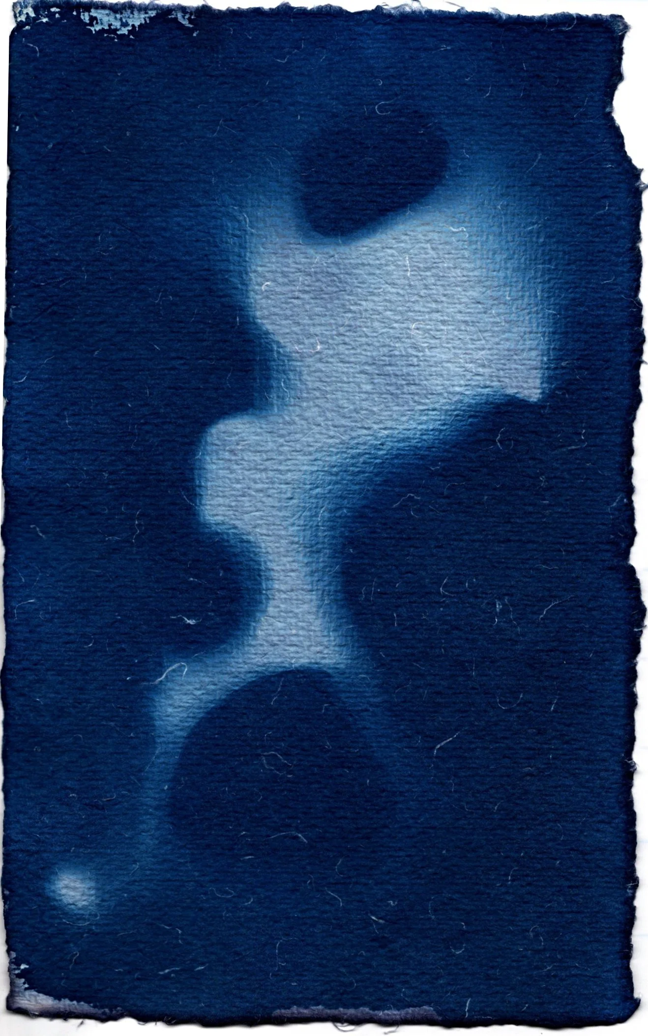 cyanotype pelvic bones.jpg