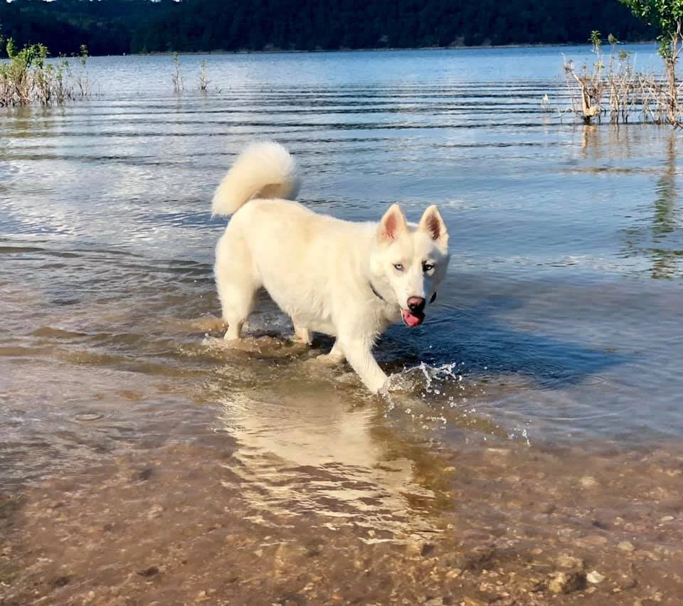 canine academy boarding