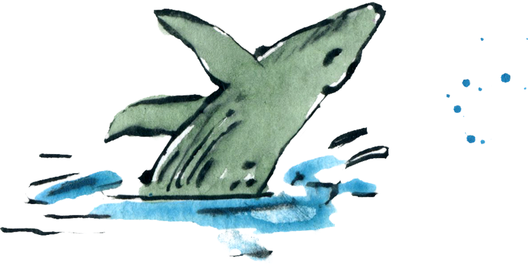 Azores-whale.png