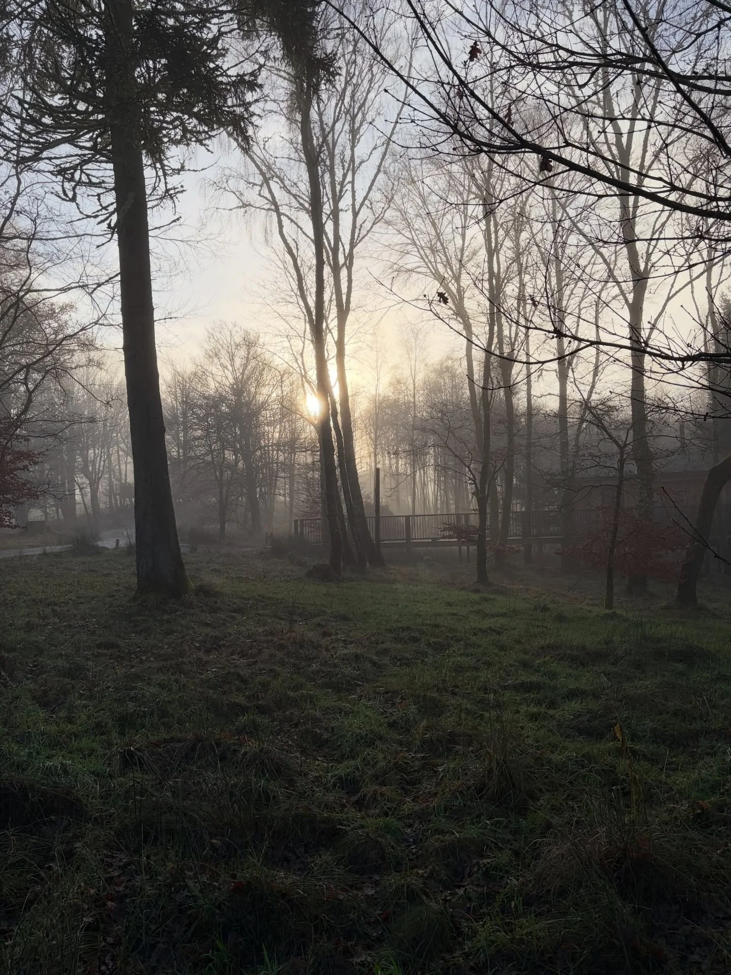 Misty = magical 
The beautiful grounds at our treehouses are perfect for a wander. This particular morning was pretty atmospheric. 
Come join us for your magical experience
#the_treehouses #luxuryaccommodation #scottishstaycation #visitscotland