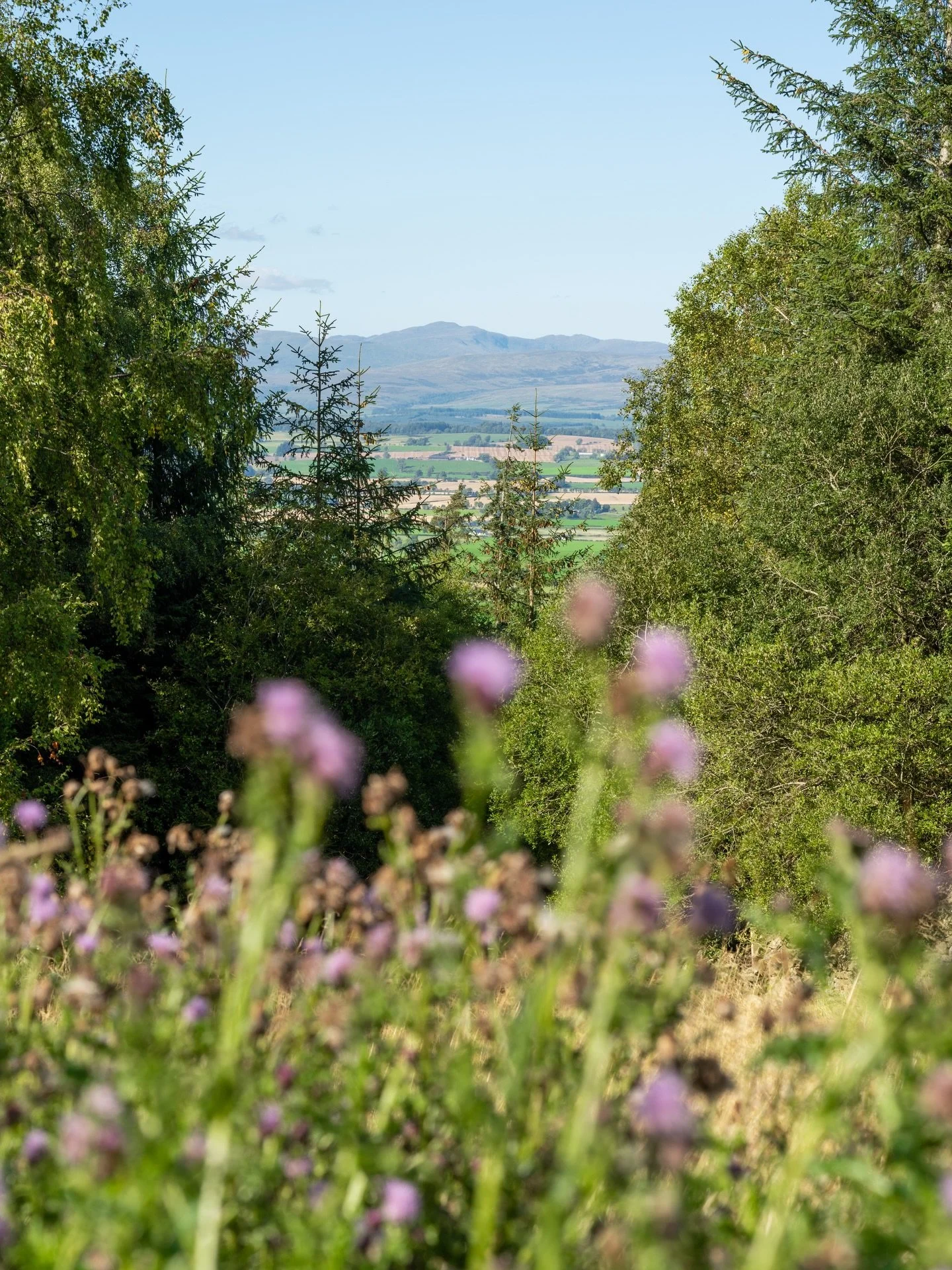 Beautiful surroundings 

We are in a truly stunning part of Scotland, and only 15 mins from Stirling. 
Whether you want to visit historic sites or explore, we have you covered 

#the_treehouses #stirling #visitscotland #luxurystays