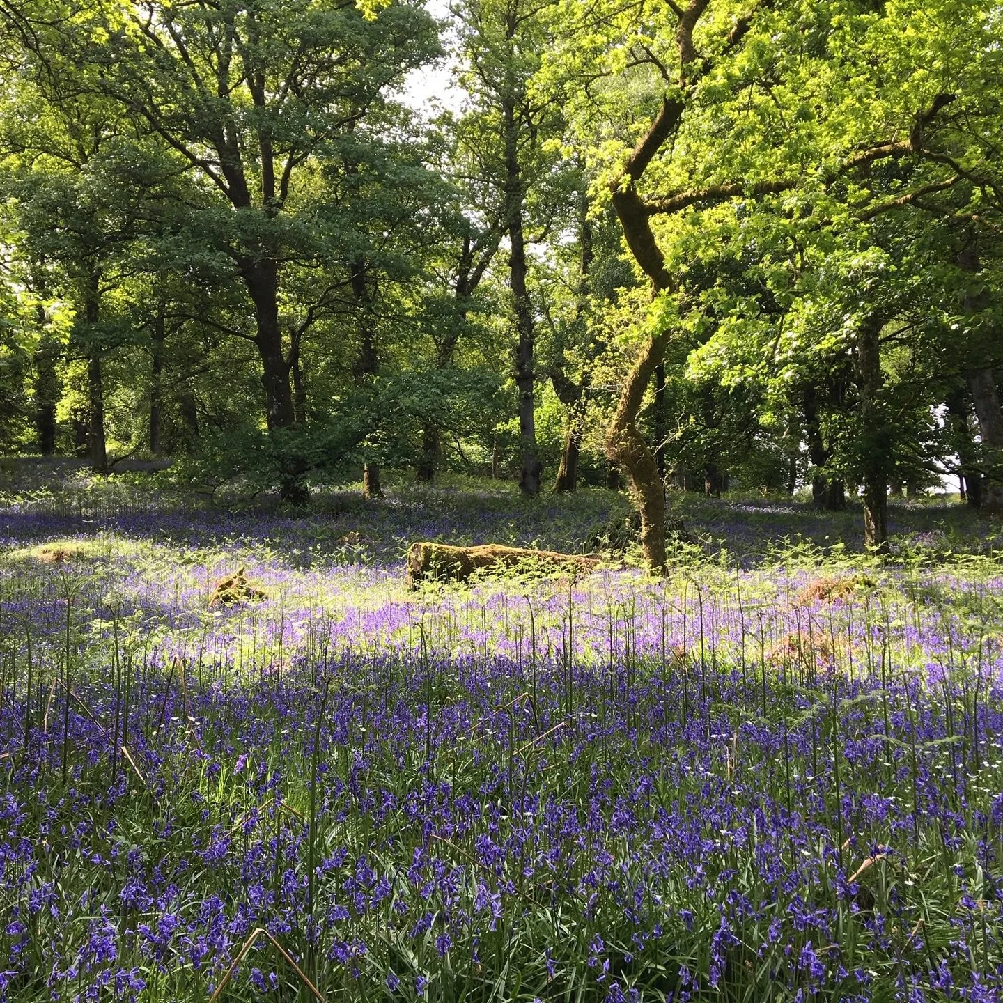 Our grounds will soon look like this 🥰
Spring is taking its time but is on its way. 
We have a few remaining dates for easter holidays

#luxurystays #stirling #scottishstaycation