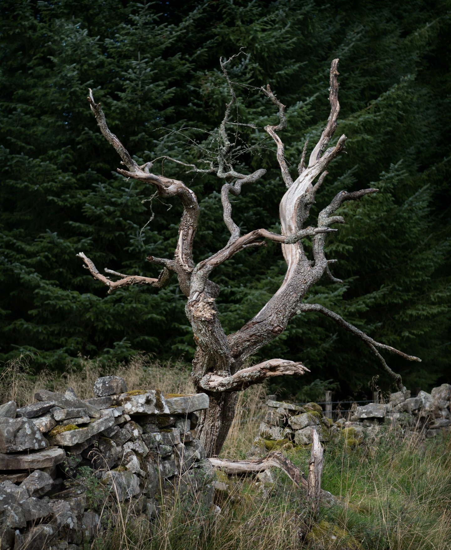 Nature at Leckie 

We are so lucky to be surrounded by such beautiful scenery

Take your time to wander when you&rsquo;re here, you&rsquo;ll see lovely landscapes 

#nature #stirling #landscapes