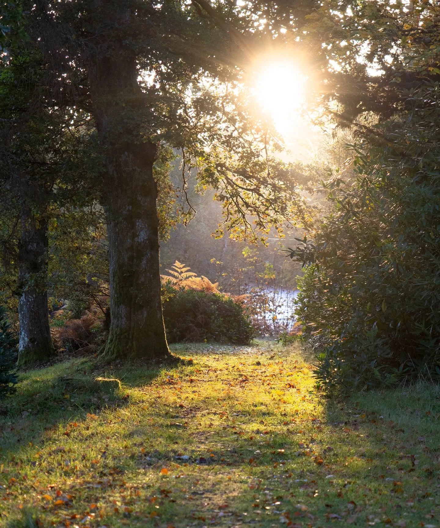 Our grounds are definitely one of our favourite places to wander. Take the time to explore when you stay and enjoy a picnic by the water. 
#luxurytreehouses #scottishstays #treehousestays #stirling