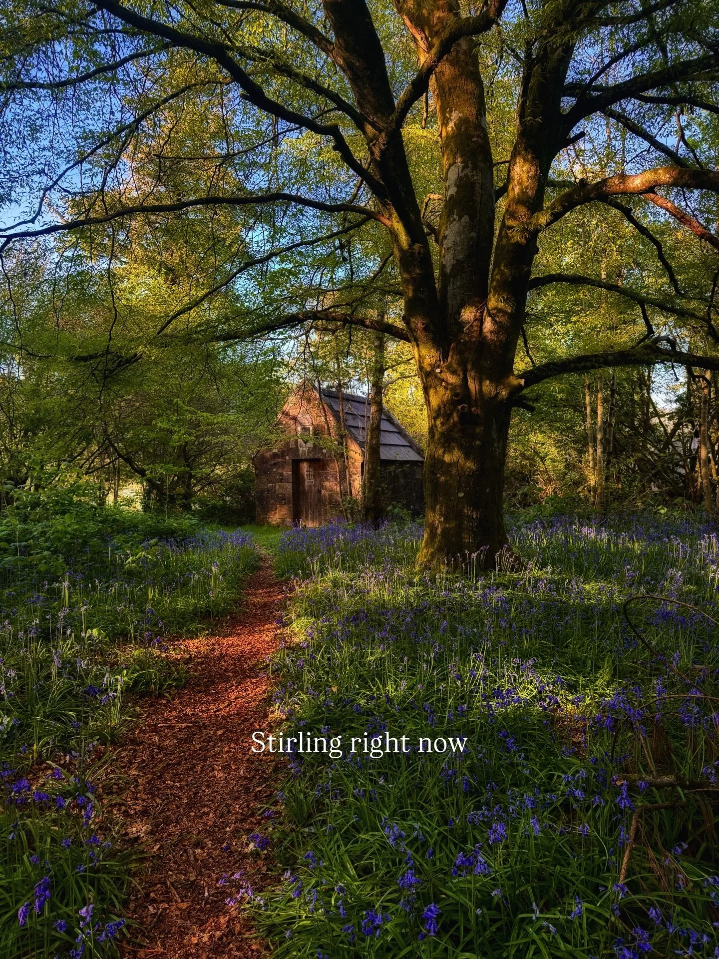 Hidden spots near us that look like this now 
We absolutely love when bluebells come out, everywhere looks so pretty 

#stirling #spring #scotland