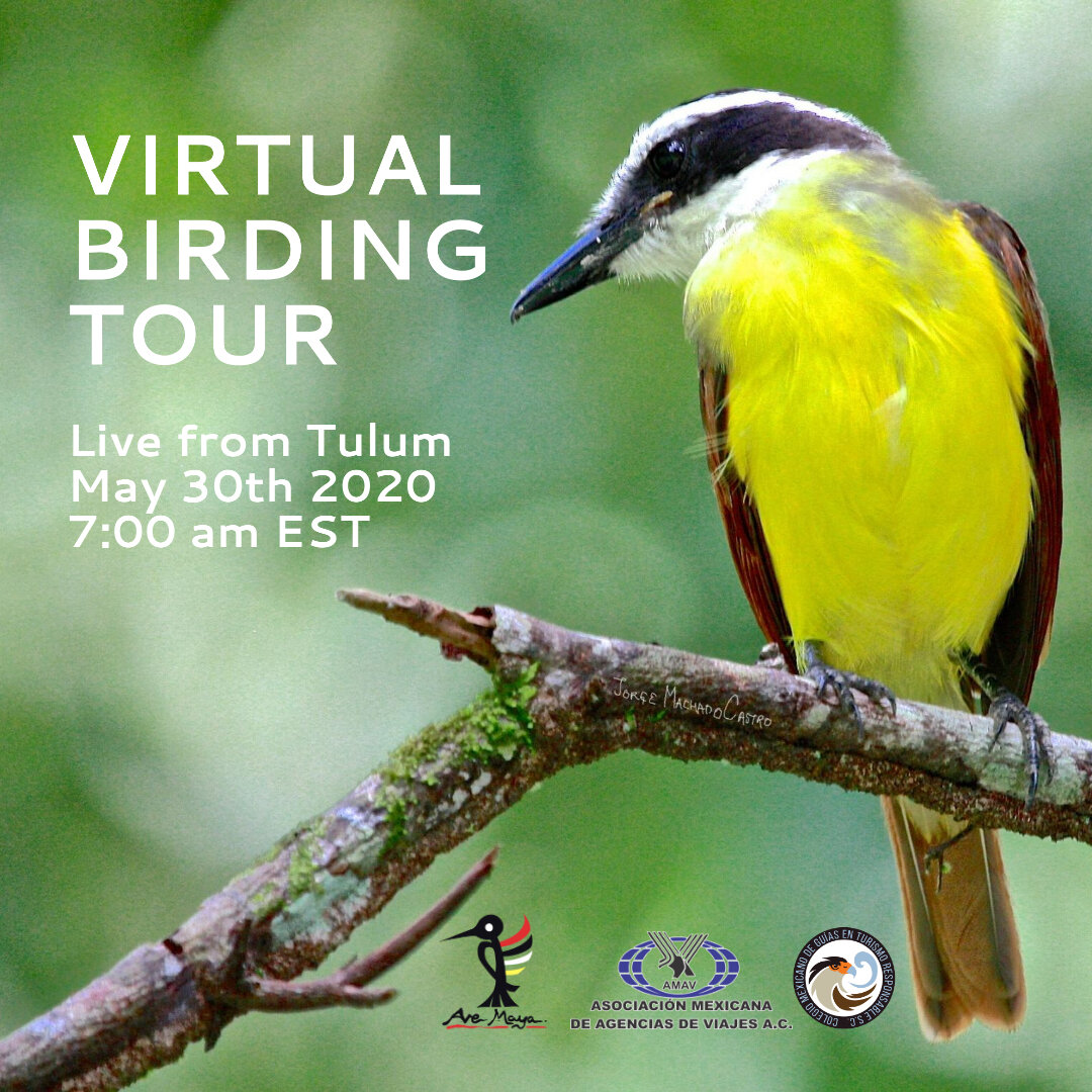 Virtual Birding Tour Flyer.jpeg