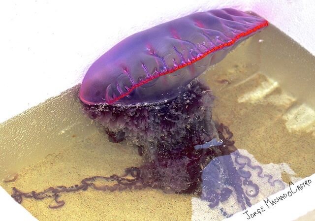 Conocida tambi&eacute;n como &ldquo;medusa&rdquo; en realidad este colorido ser esta compuesto de un grupo de hidroides cada uno con un respectivo y espec&iacute;fico trabajo para el buen funcionamiento de la colonia,
NO es una medusa,
Su picadura es
