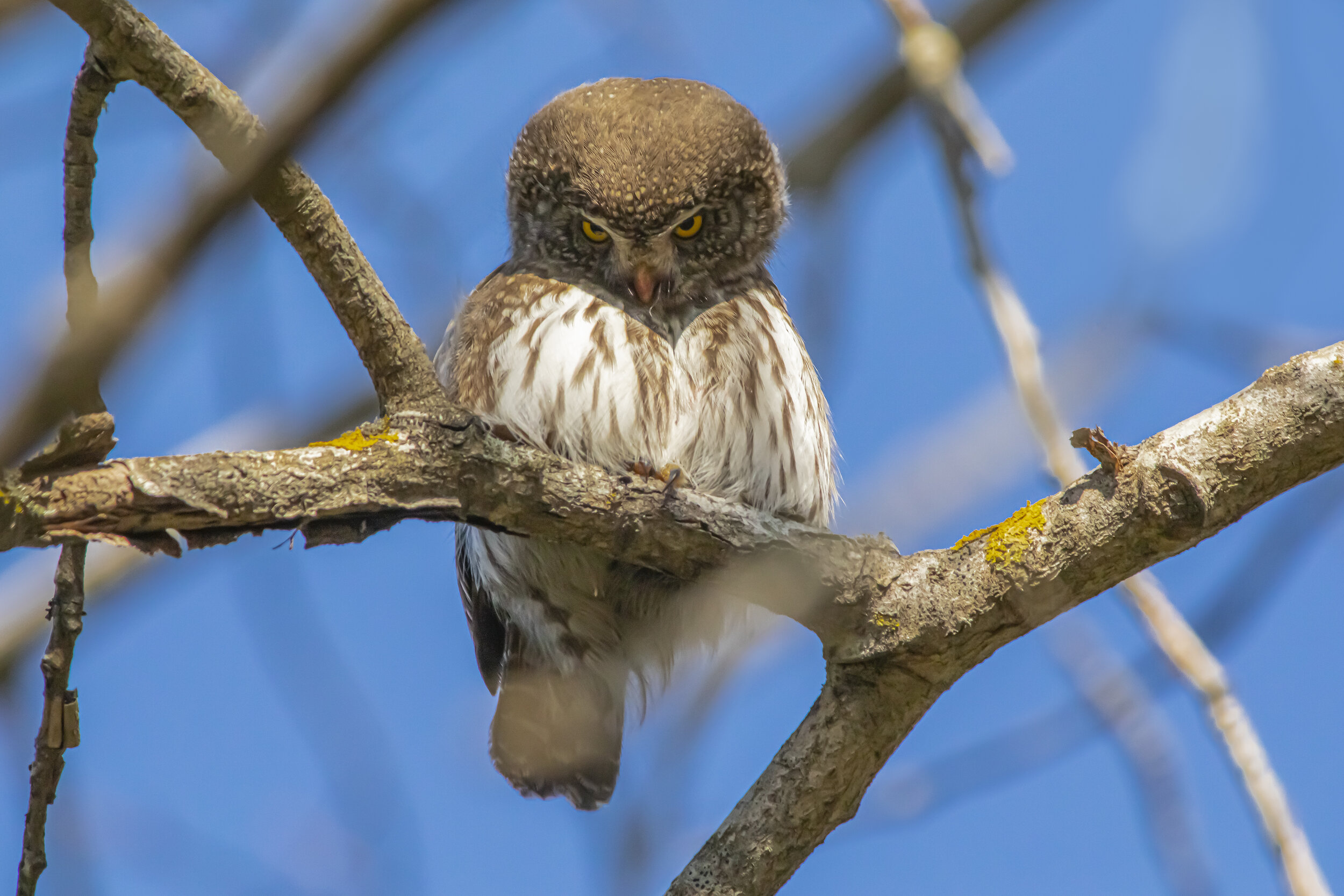 Viejita | Ferruginous pygmy owl | Glauciduium brasilianum | Toj caj xnuk
