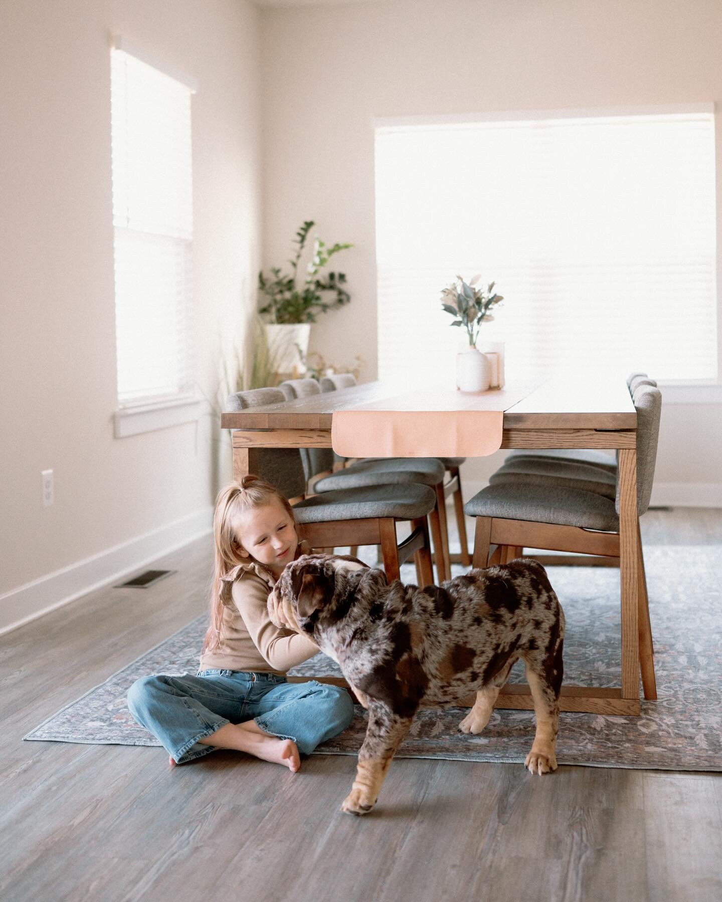 our big guy 🐶 turned one over the holidays! he turns into a potato more and more everyday, we are so happy he is ours. 
with our dining room @tumblerugs we never have to worry about our pets destroying it. all Tumble rugs are #petfriendly and #kidfr