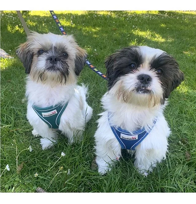 🐾 These two started their puppy training today, such little characters ☺️ Looking forward to seeing them progress over the next few weeks. *
*
*
*
#puppytraining #clickertraining #postivereinforcementdogtraining #shitzupuppy #shitzu #shitzusofinstag