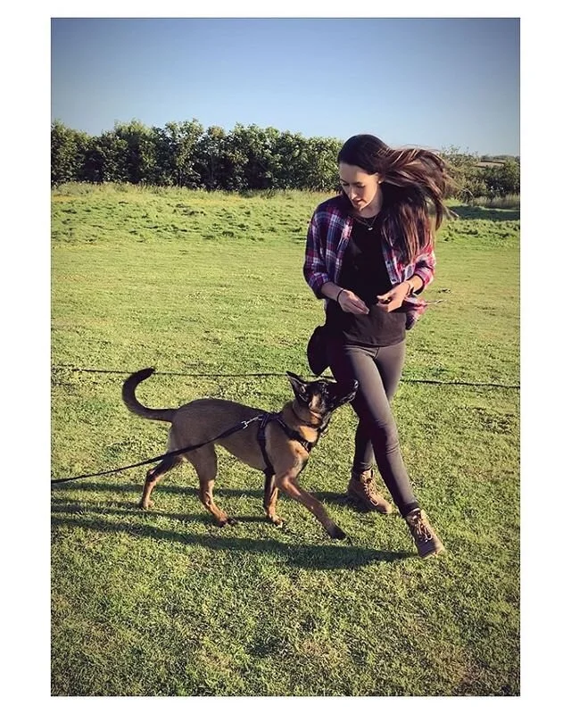 Communication and trust is so important... that is what positive reinforcement training gives you 🐾🧡 *
*
*
*
#positivereinforcementdogtraining #5monthpuppy #trainingmalibella #clickertraining #puppytraining #dogbehaviour #activedogbehaviour #malino
