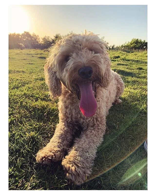 🐾 Murphy enjoyed his doggy play date yesterday - making new friends ☺️☀️
*
*
*
#guernseydogs #guernsey #islandlife #doggyplaydate #sunsetwalks #cockapoo #cockapoosofinstagram #puppyplay #cockapoodaily #dogsofinstagram #dogs #dogsdaily #dogtraining #